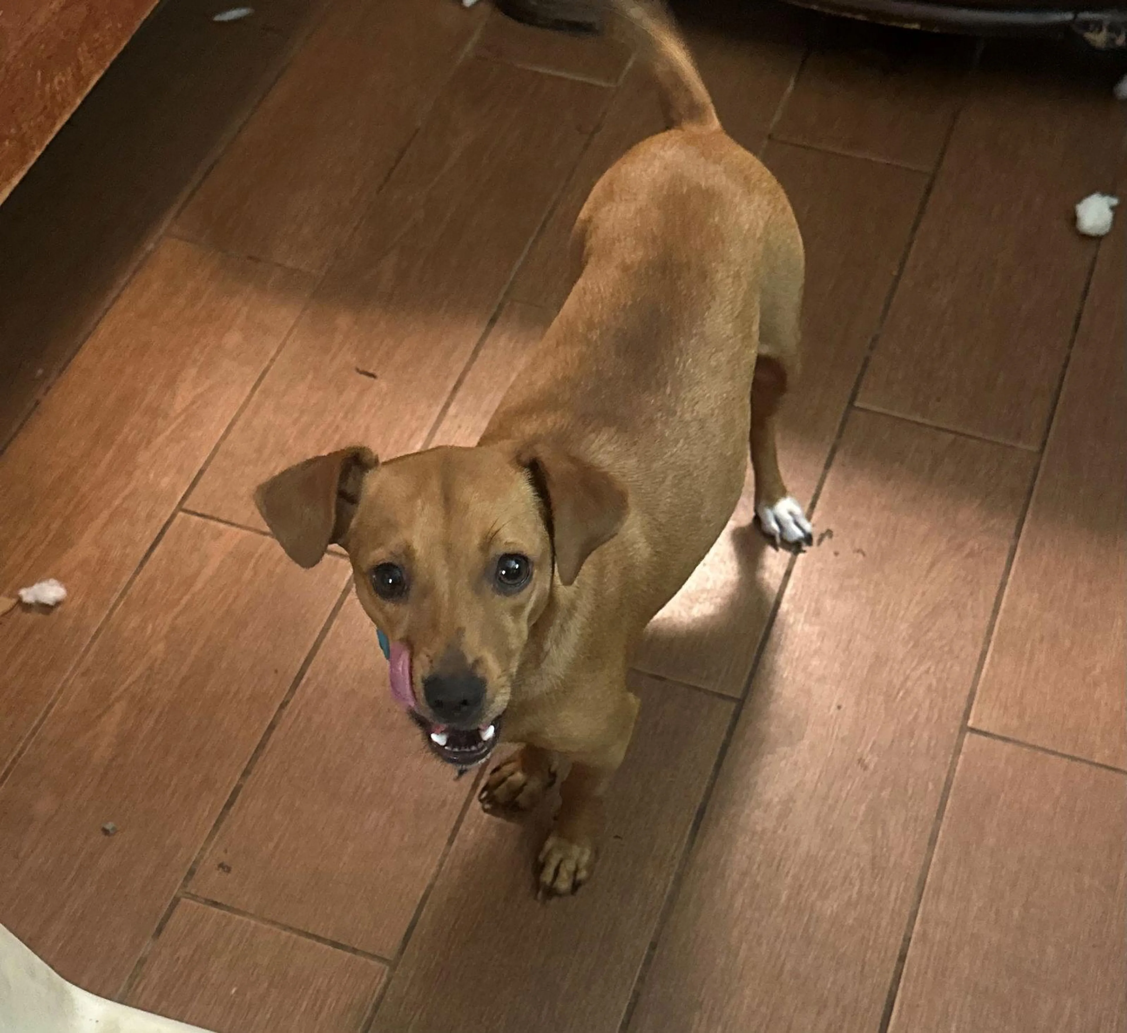 Found pet-1