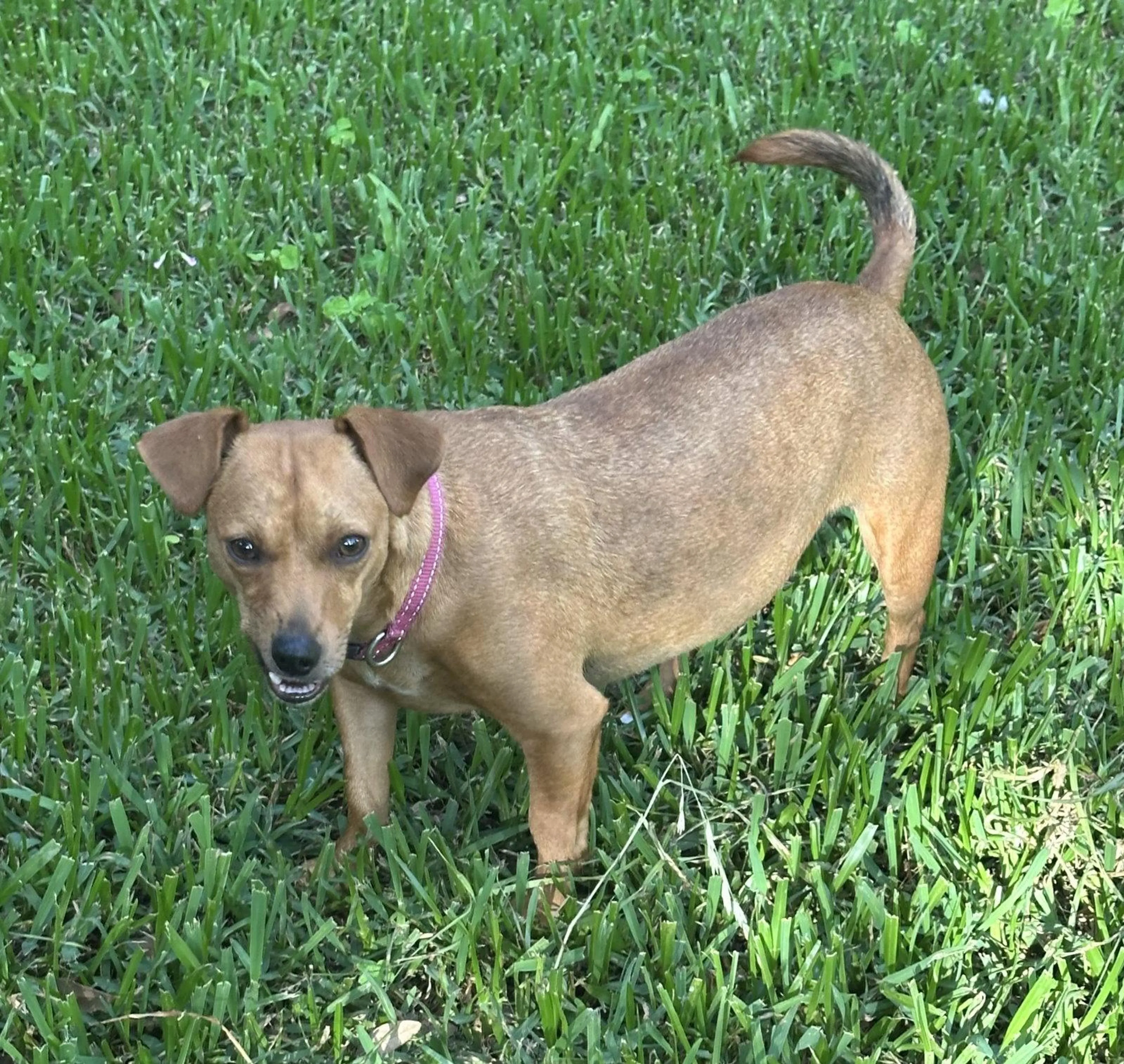 Found pet-2