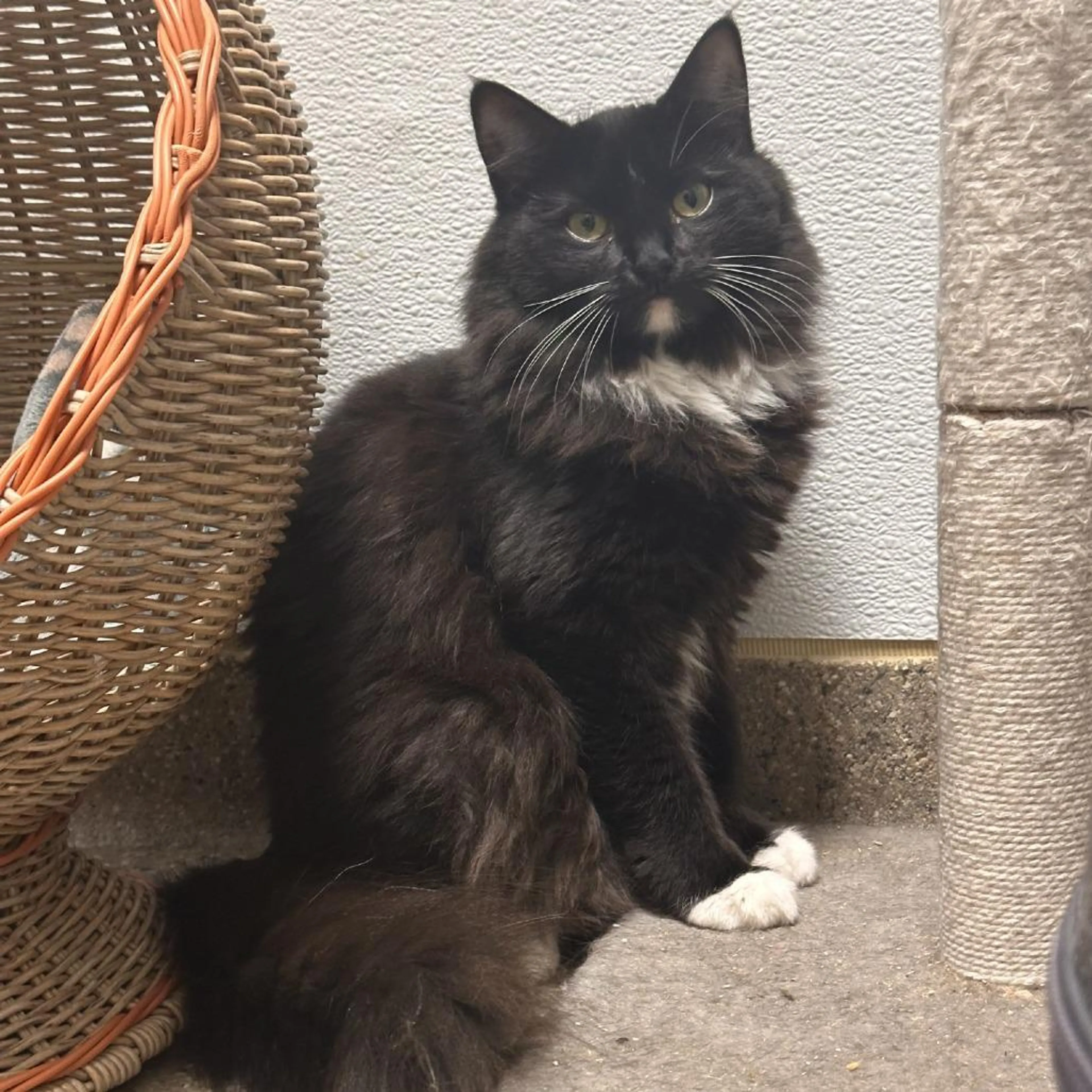 Found pet-2
