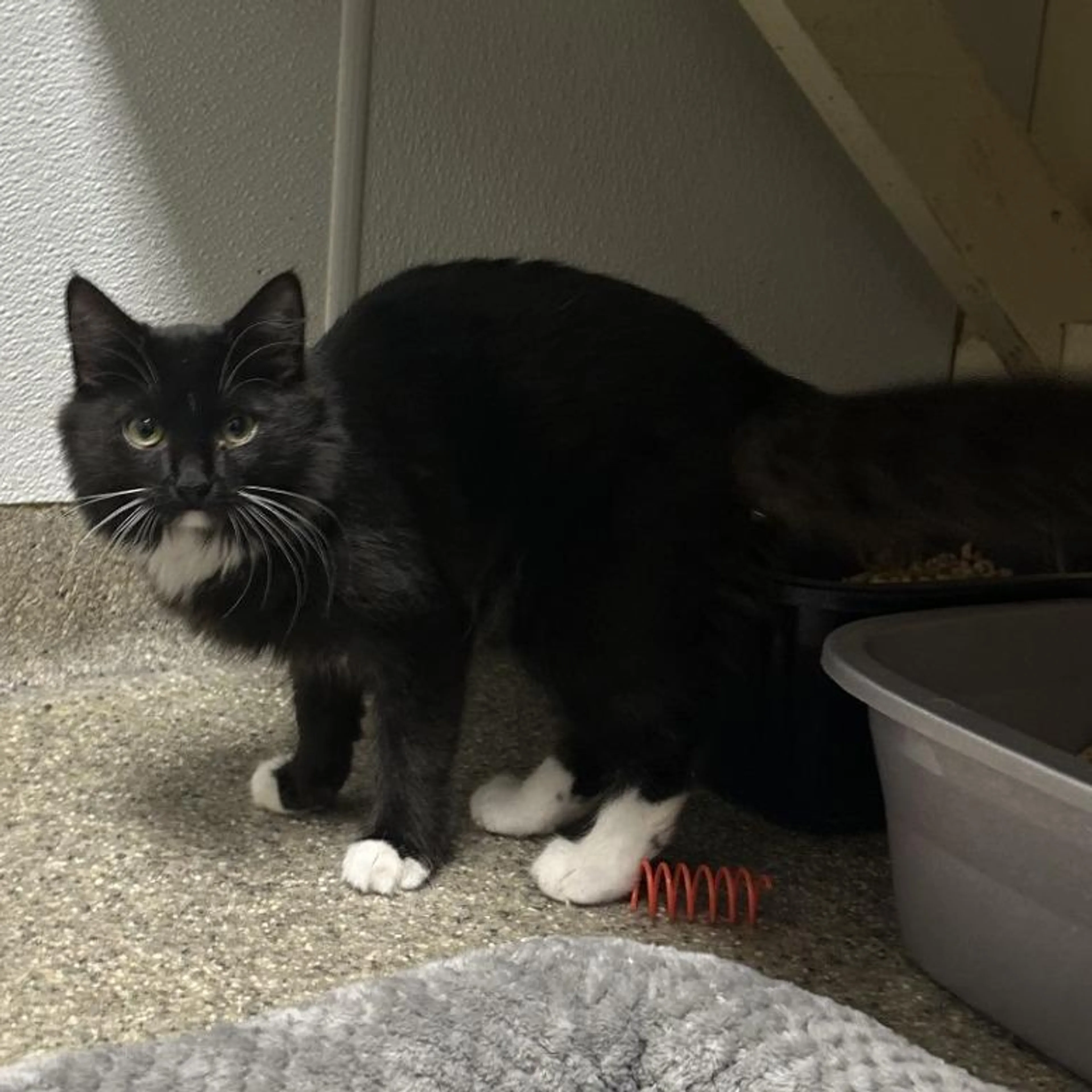 Found pet-3