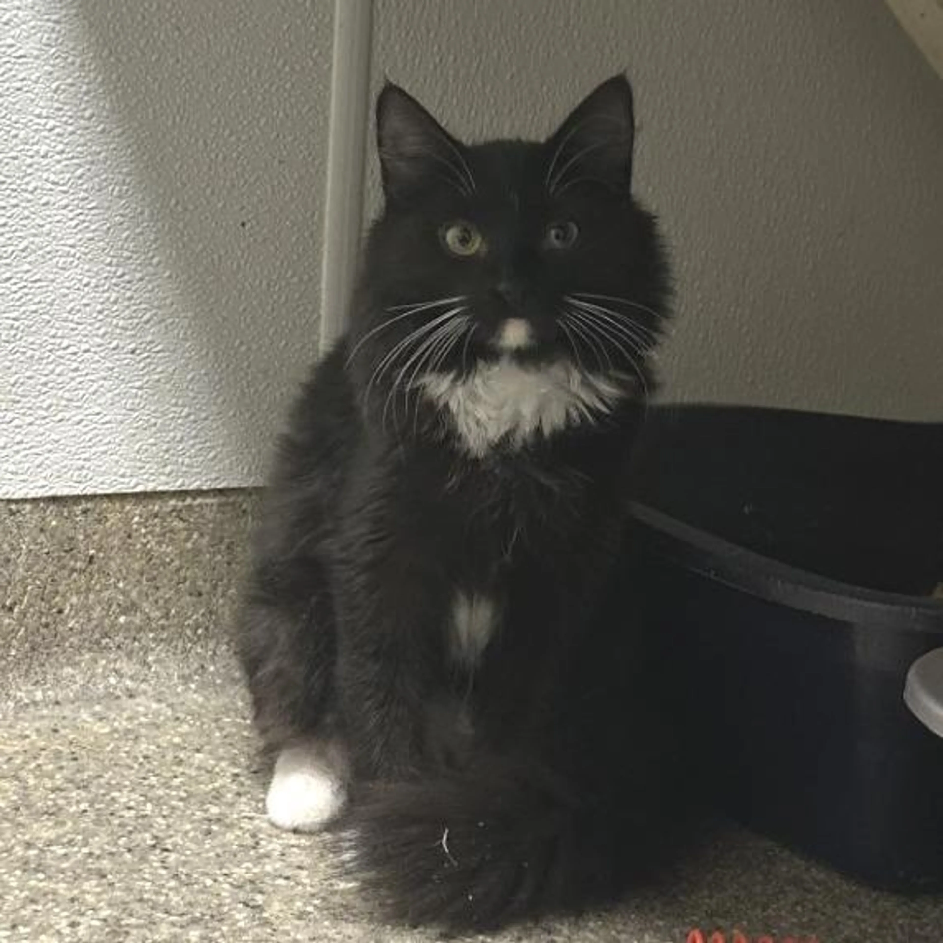 Found pet-1