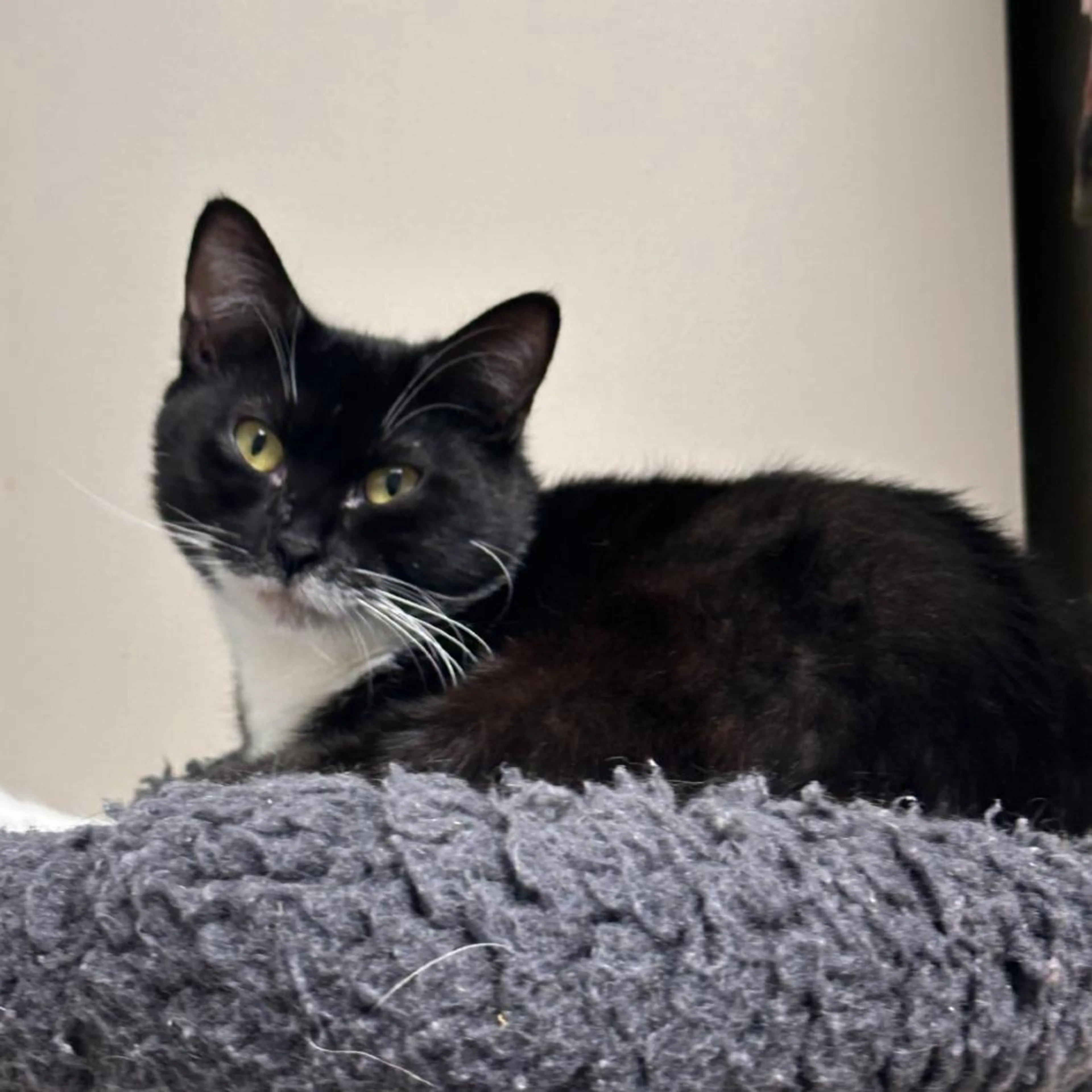 Found pet-3