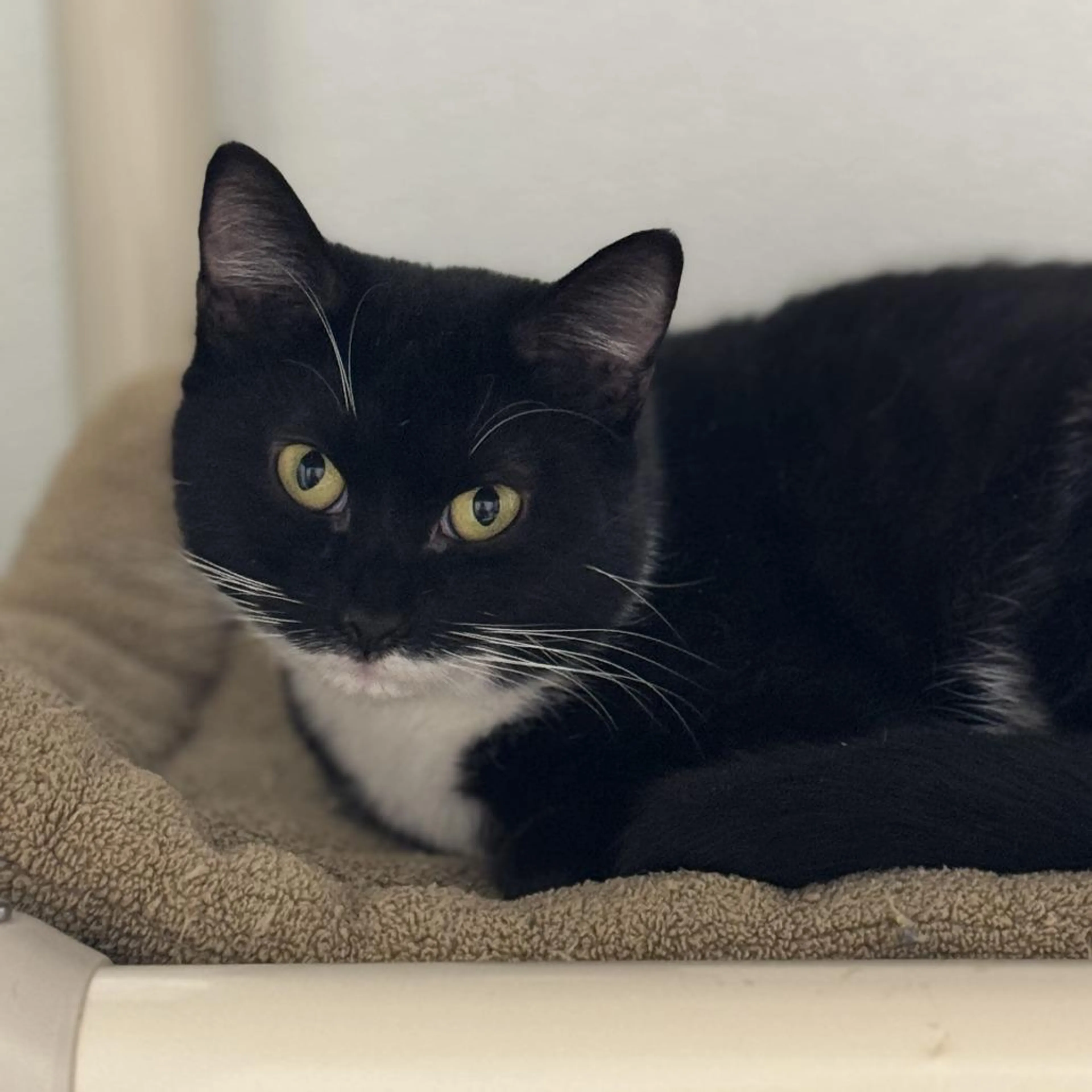 Found pet-2