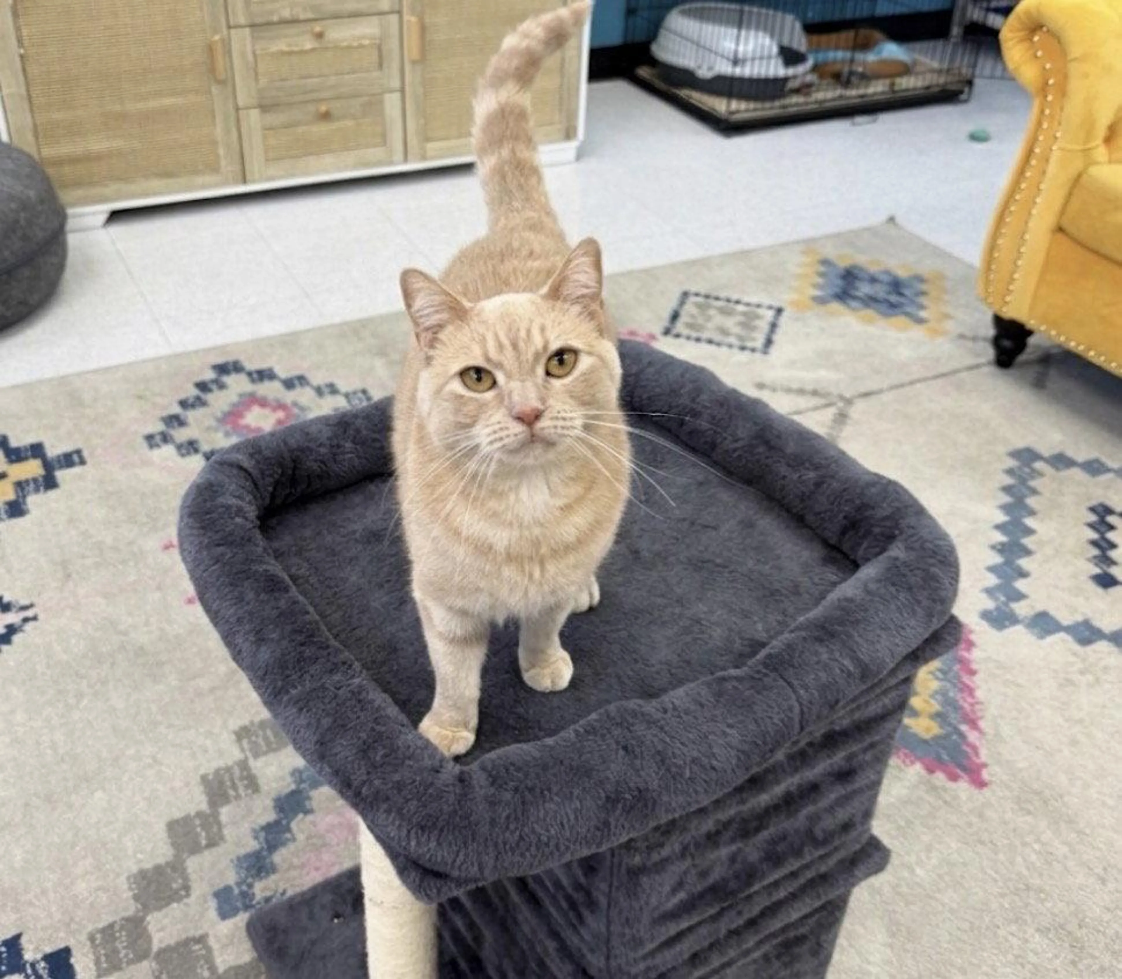 Found pet-1