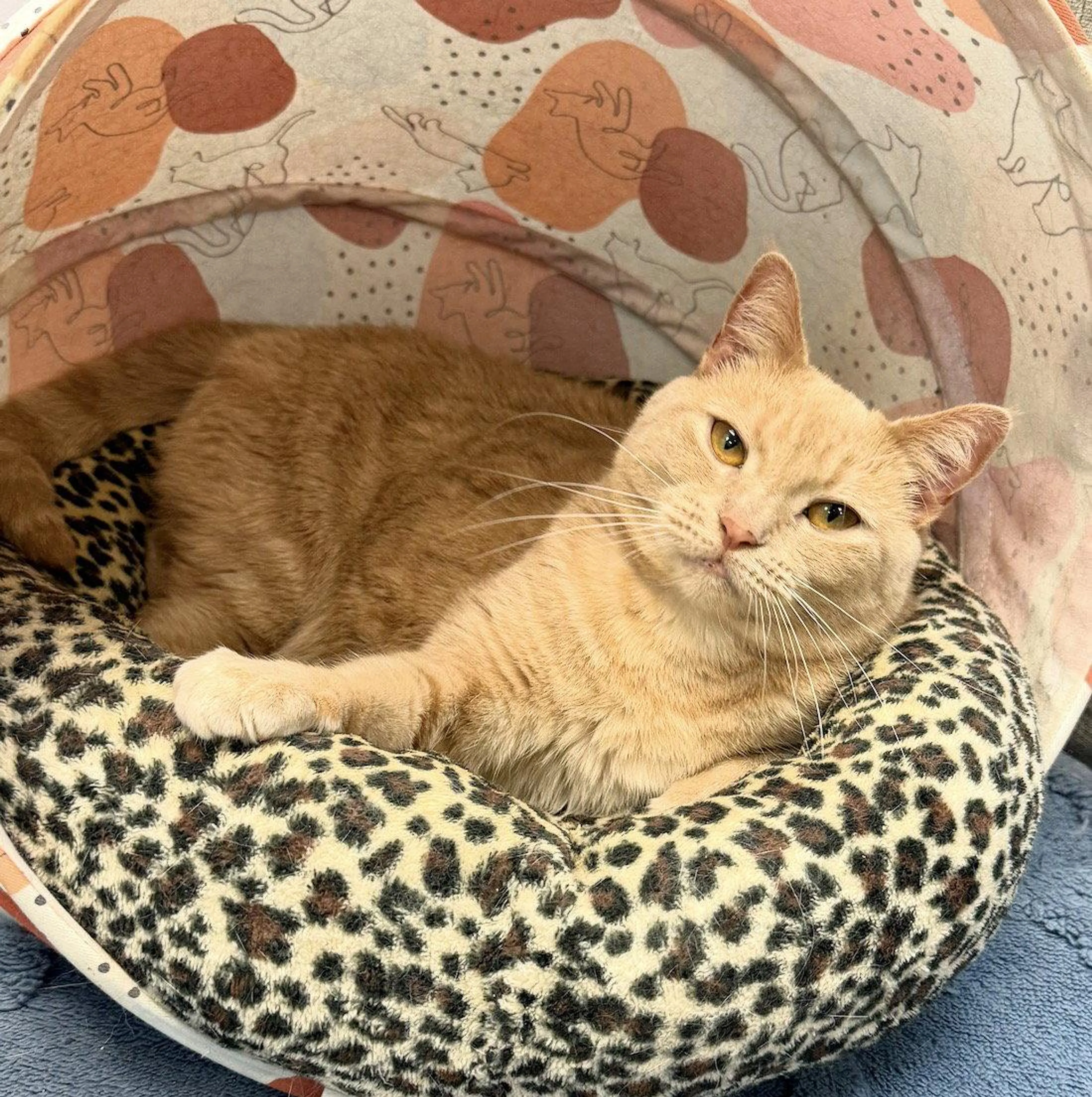 Found pet-2