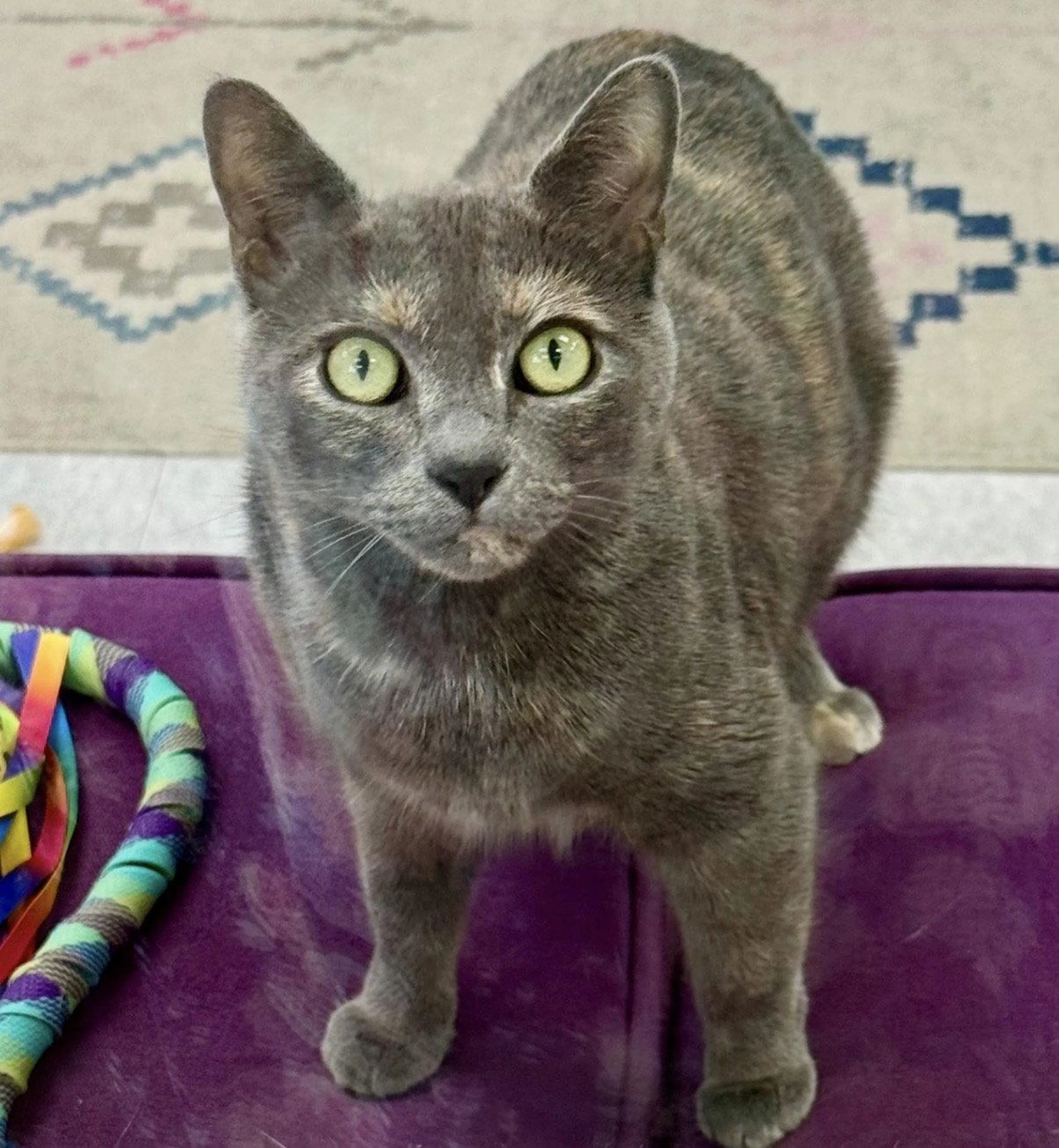 Found pet-1