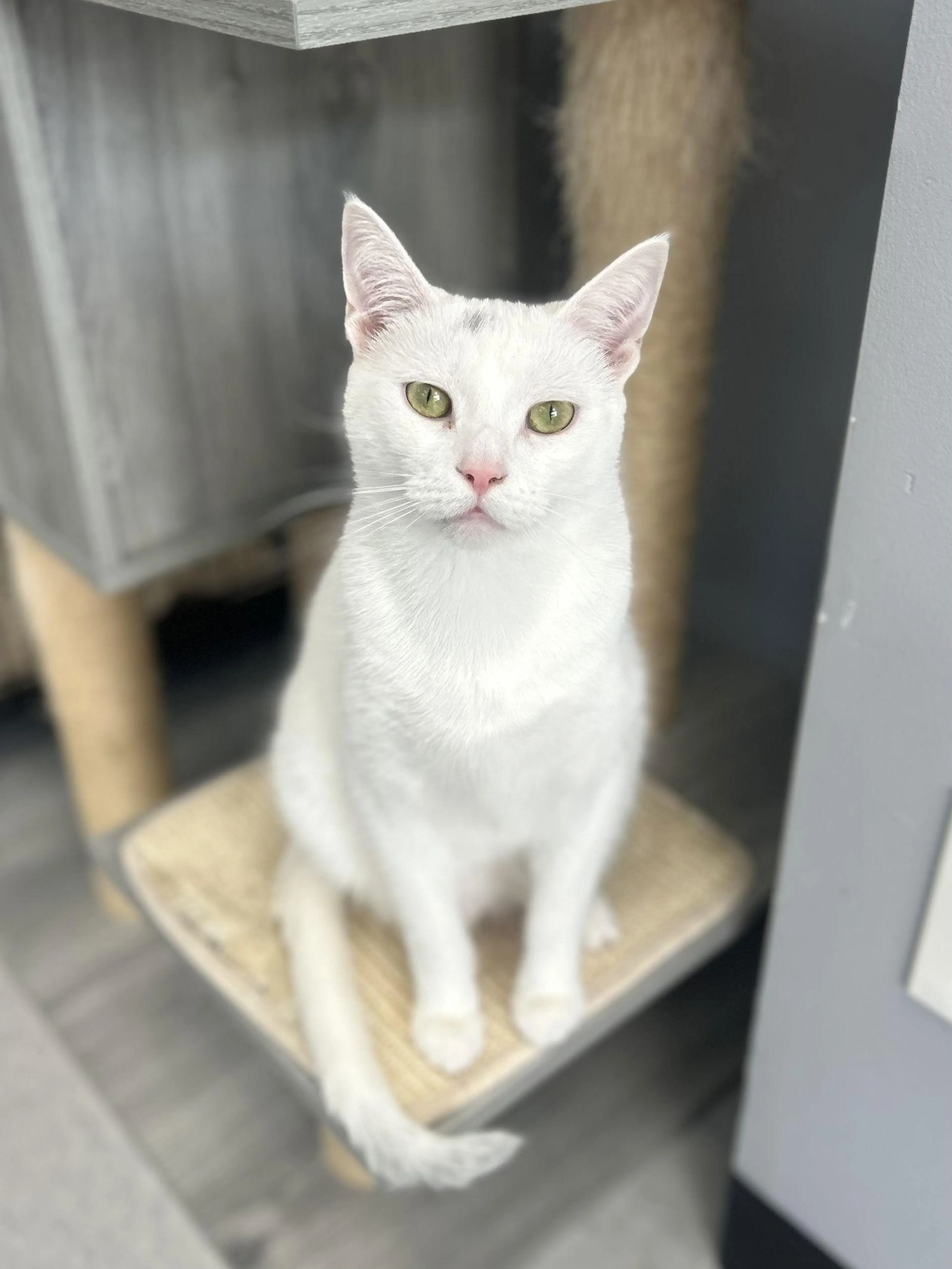 Found pet-0
