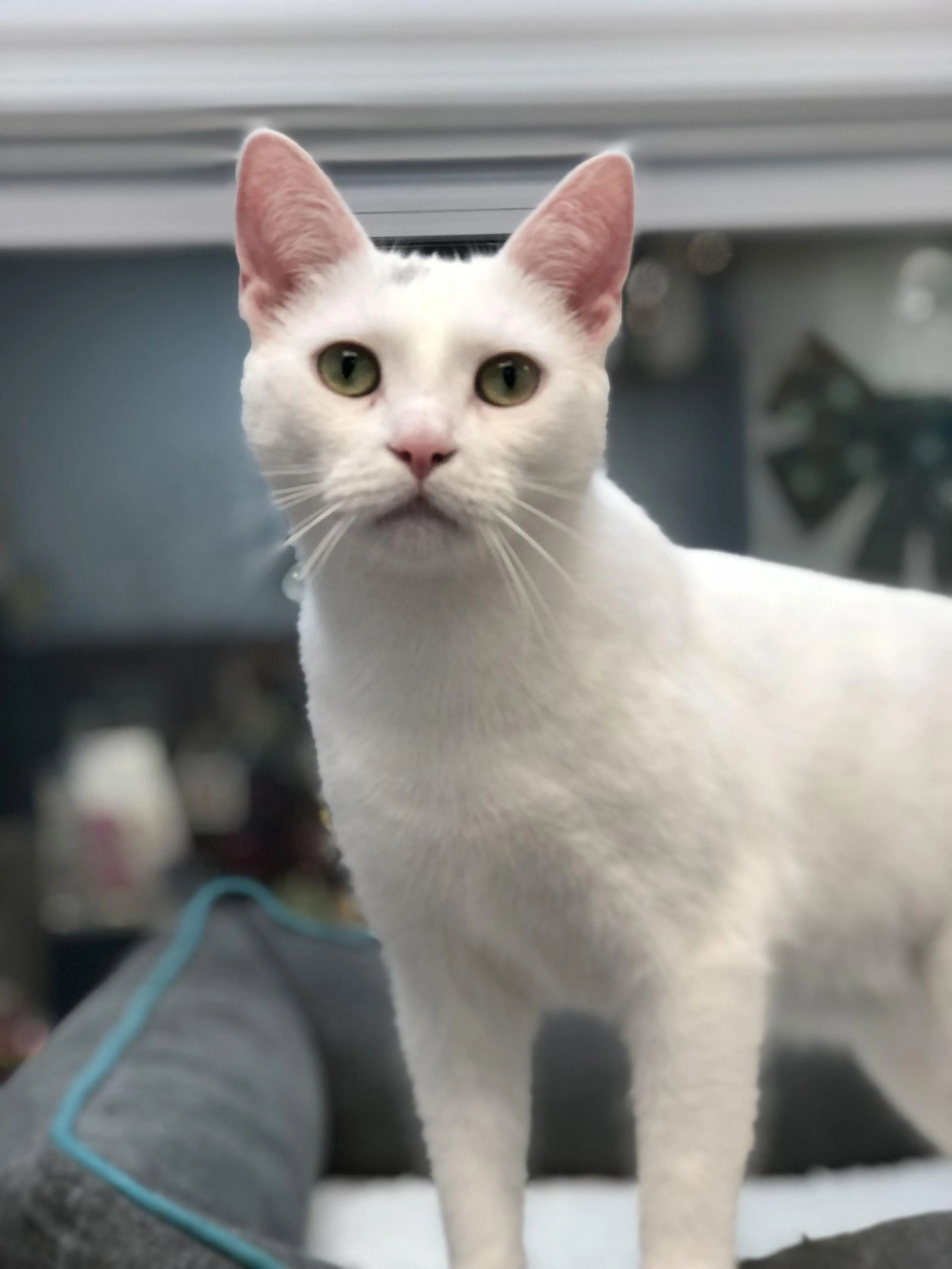 Found pet-1