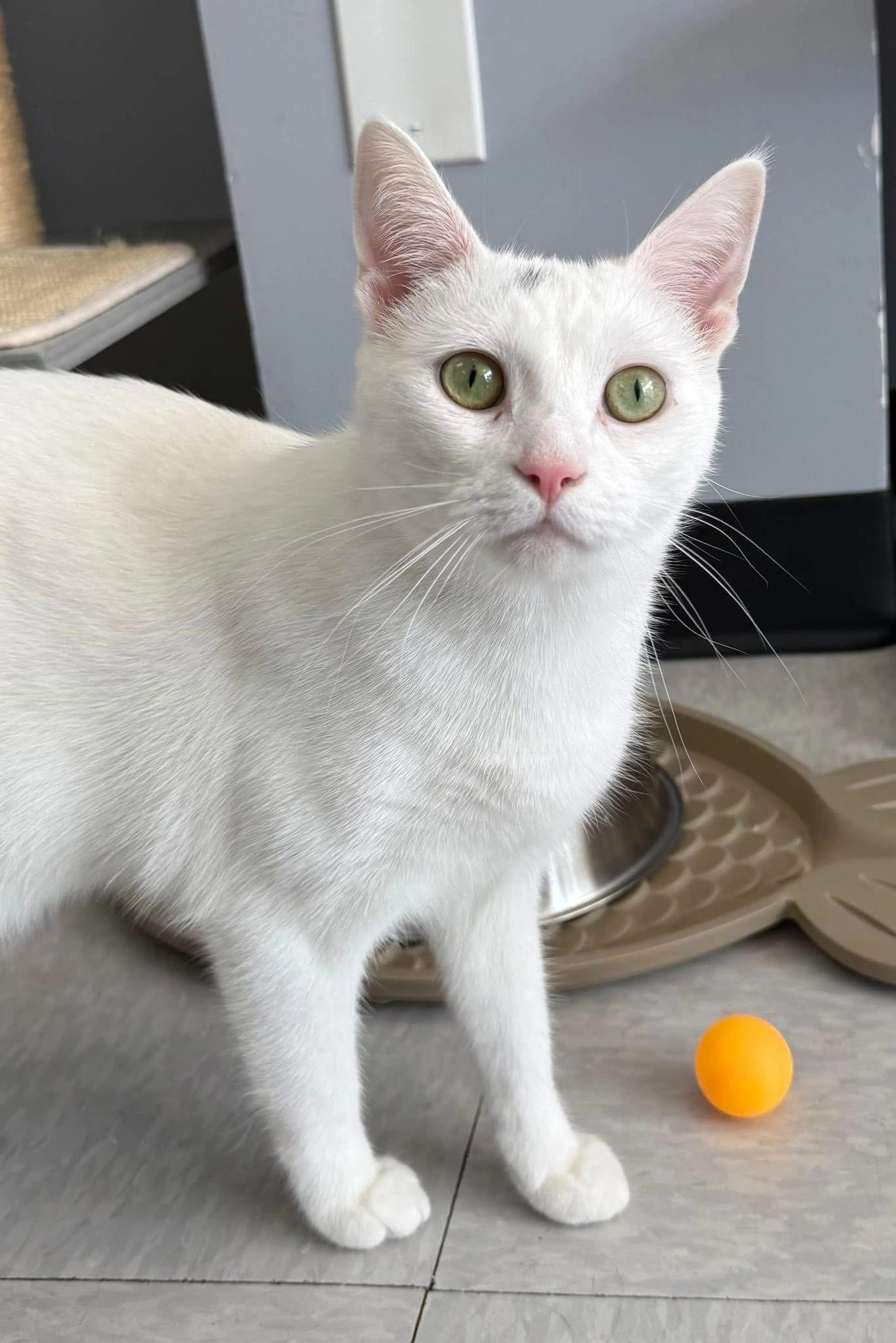 Found pet-2