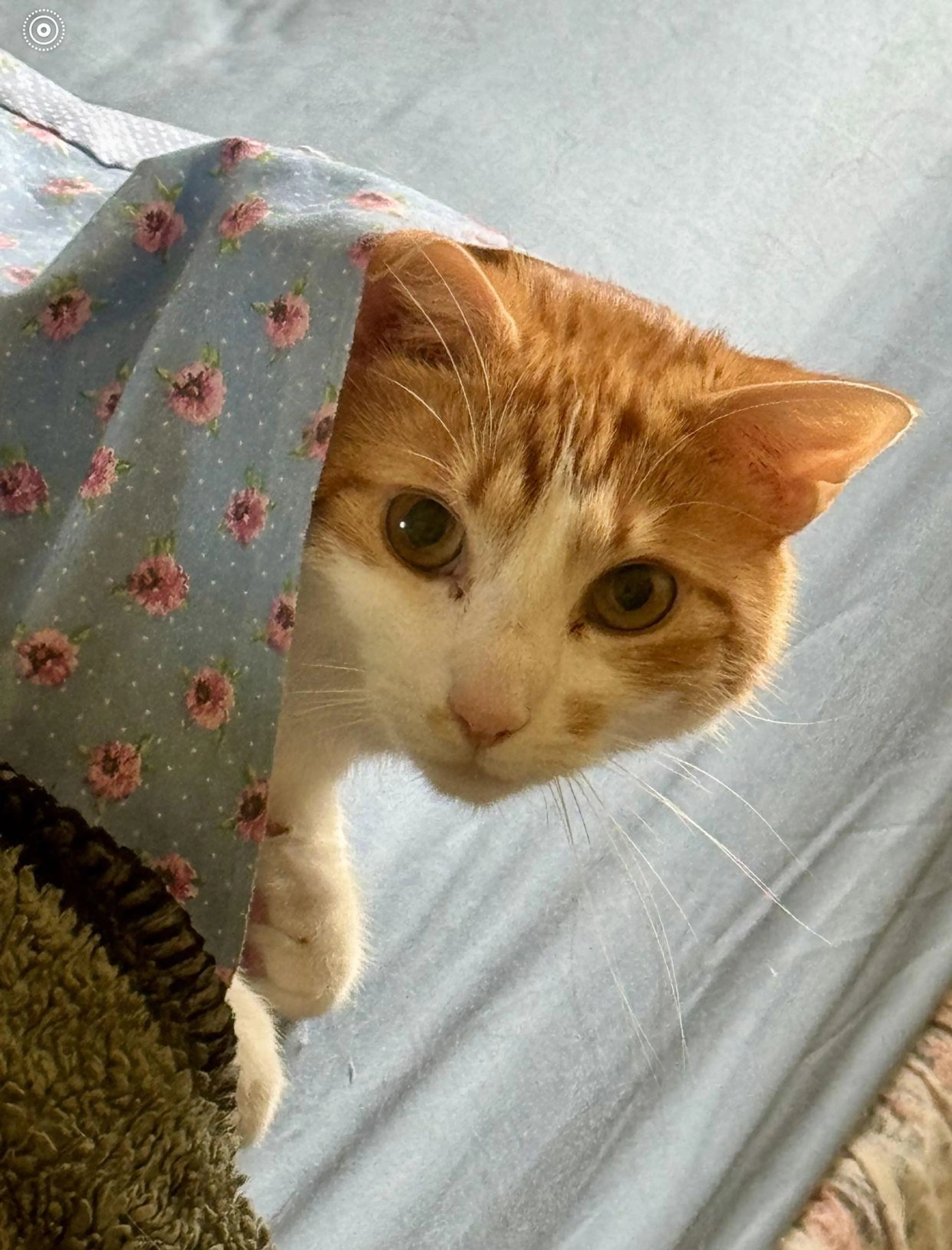 Found pet-1
