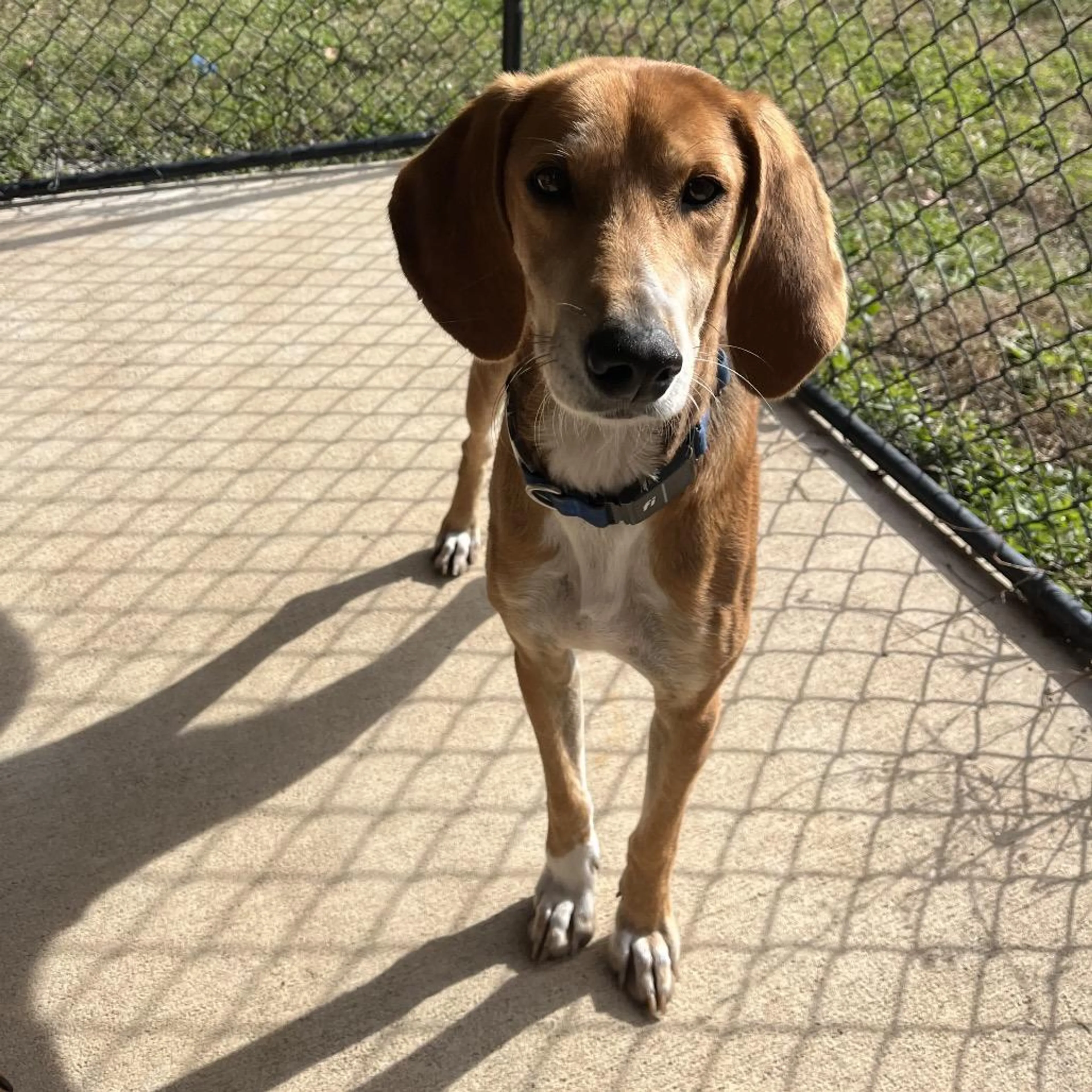Found pet-1