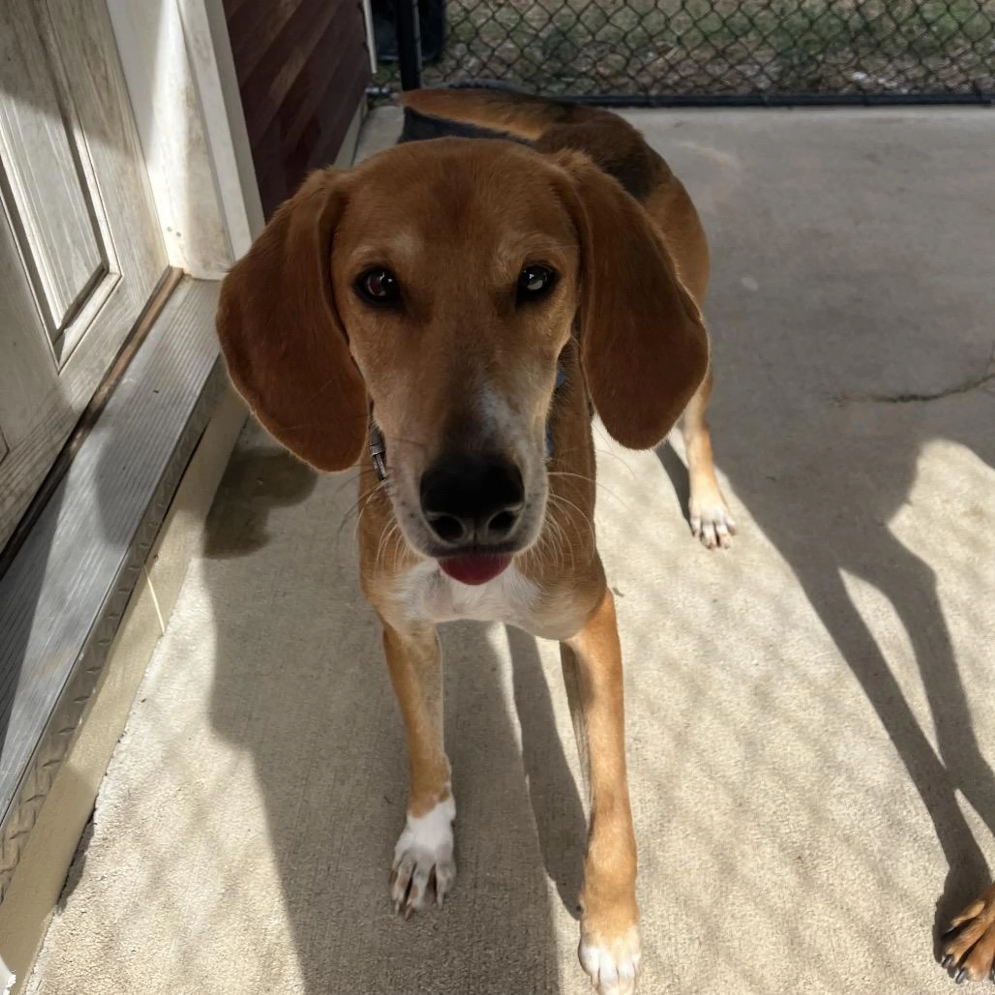 Found pet-2