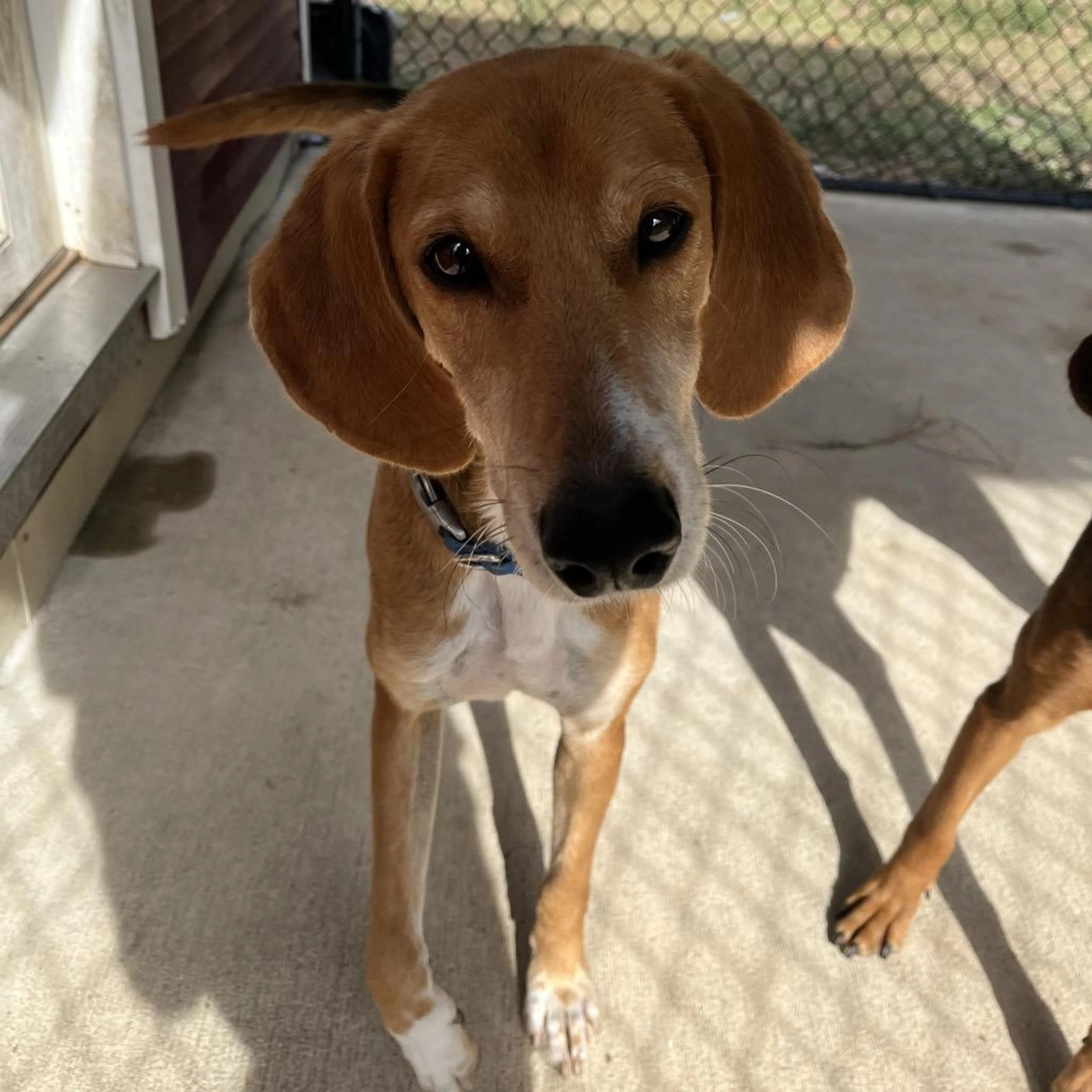 Found pet-3