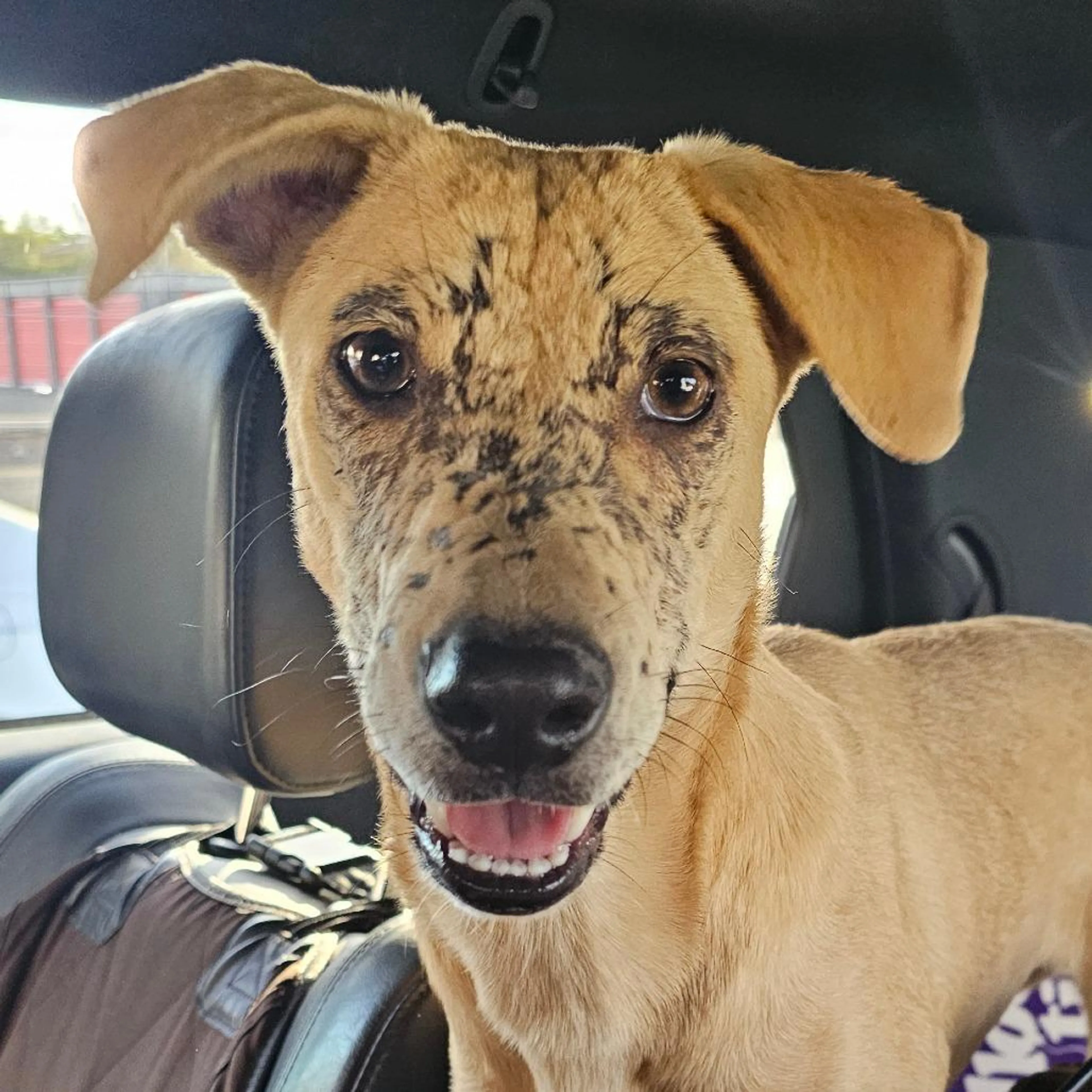Found pet