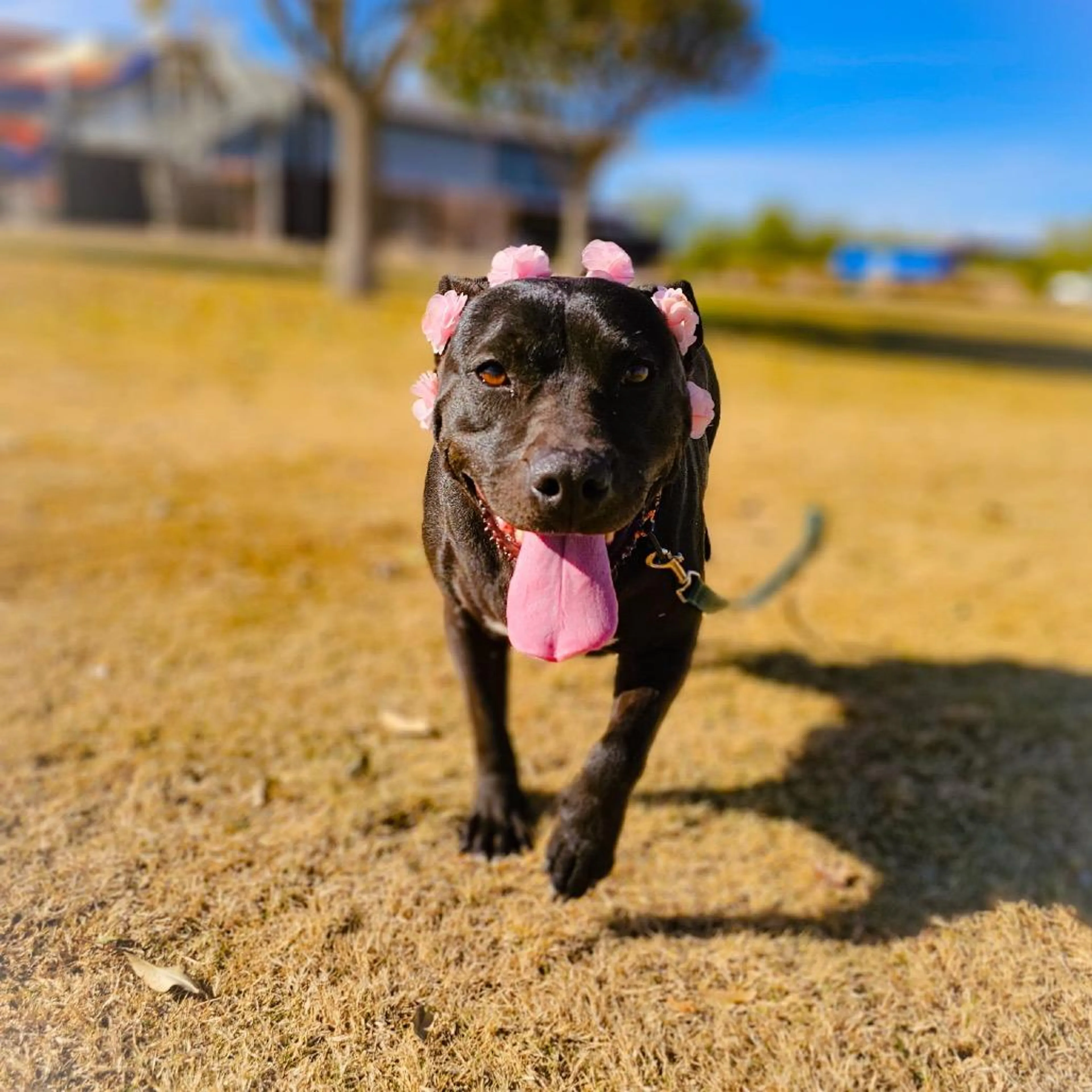 Found pet-3