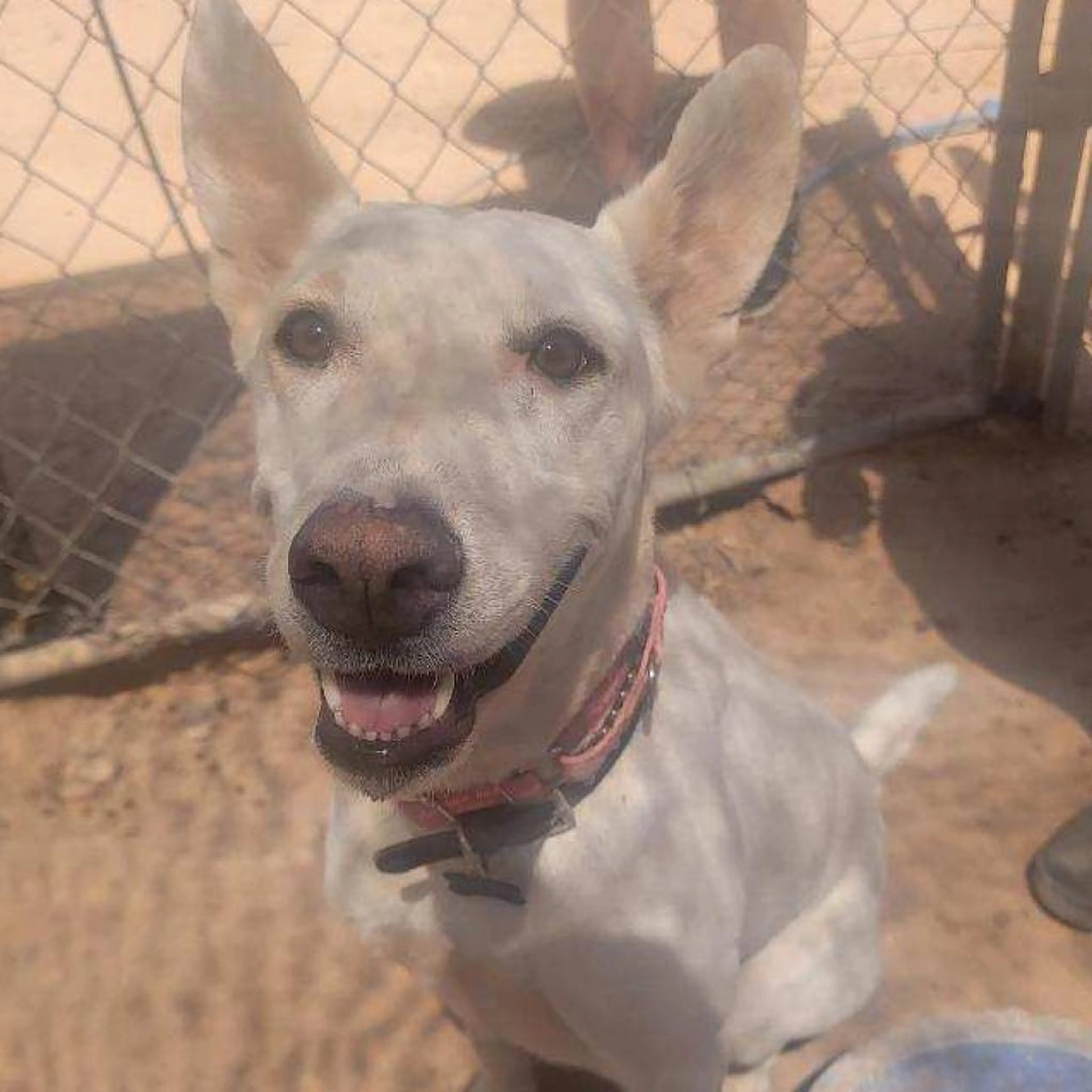 Found pet-4