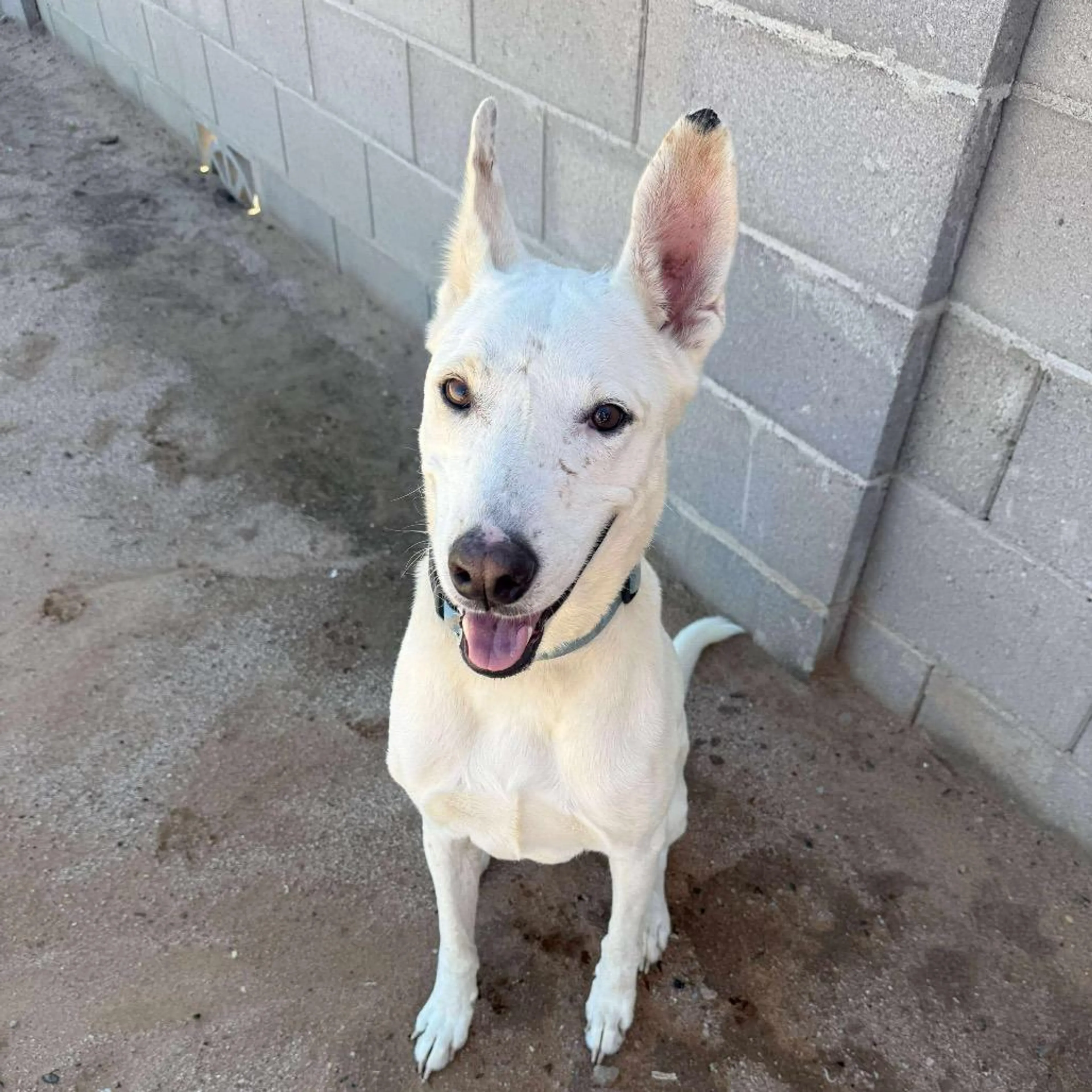 Found pet-5