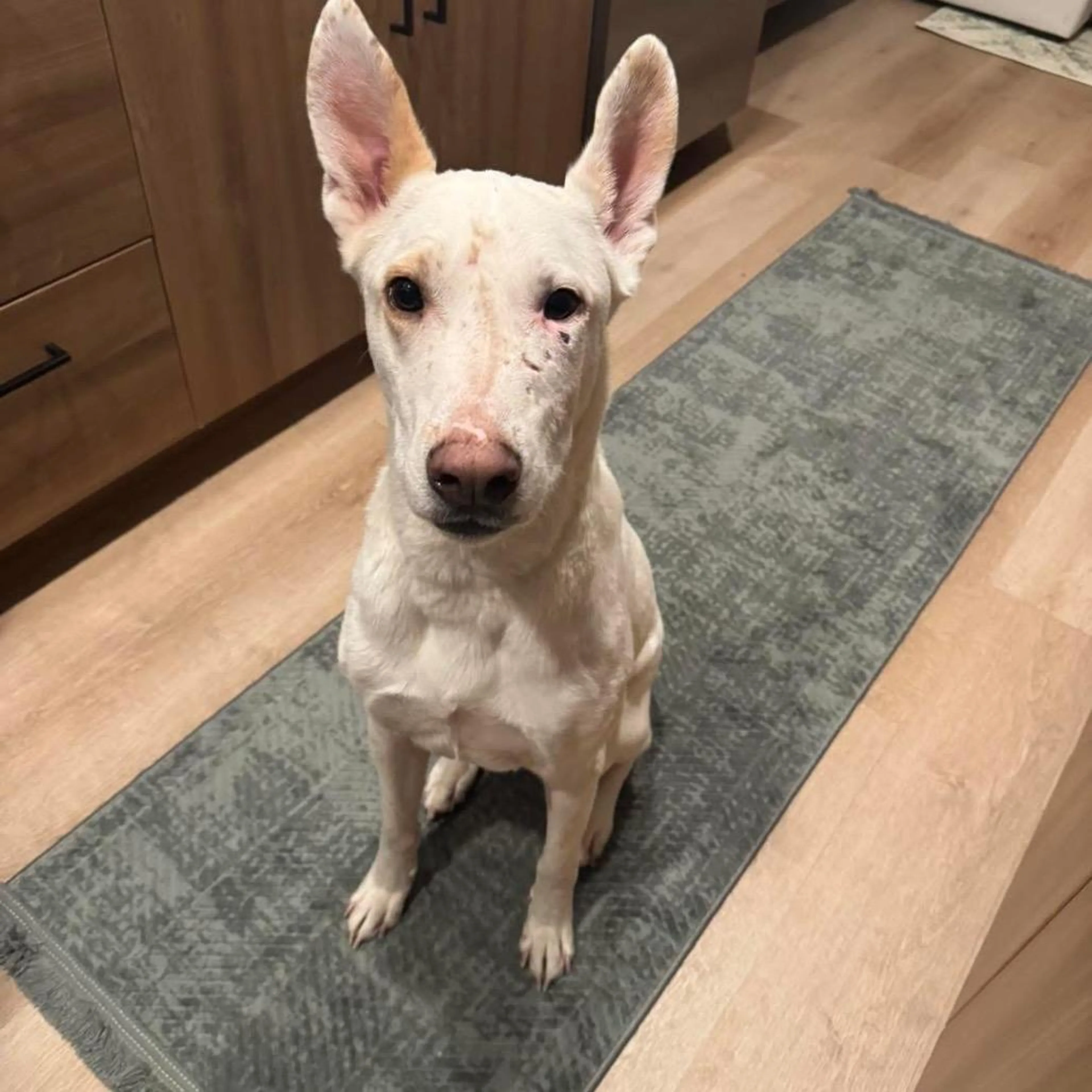 Found pet-2
