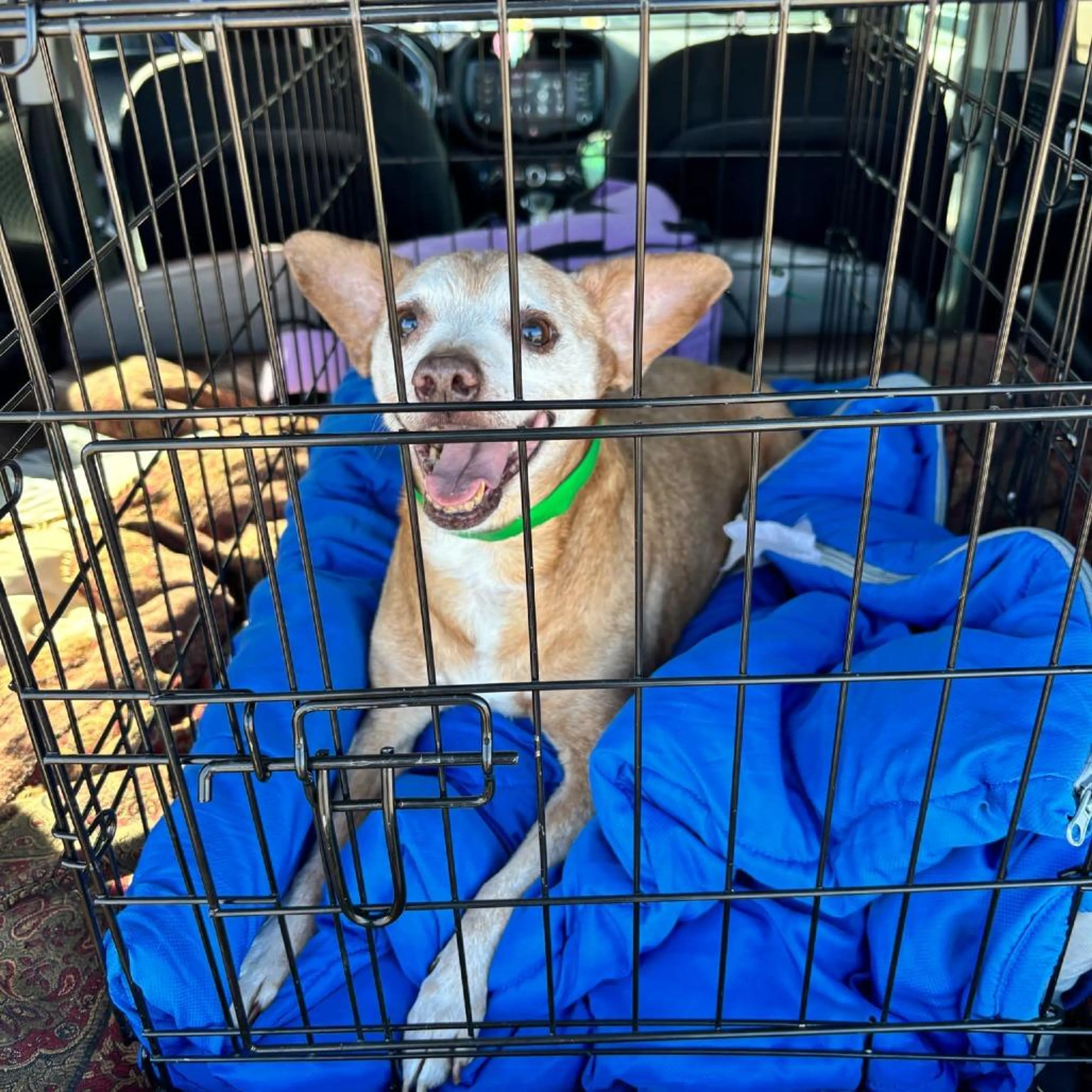 Found pet