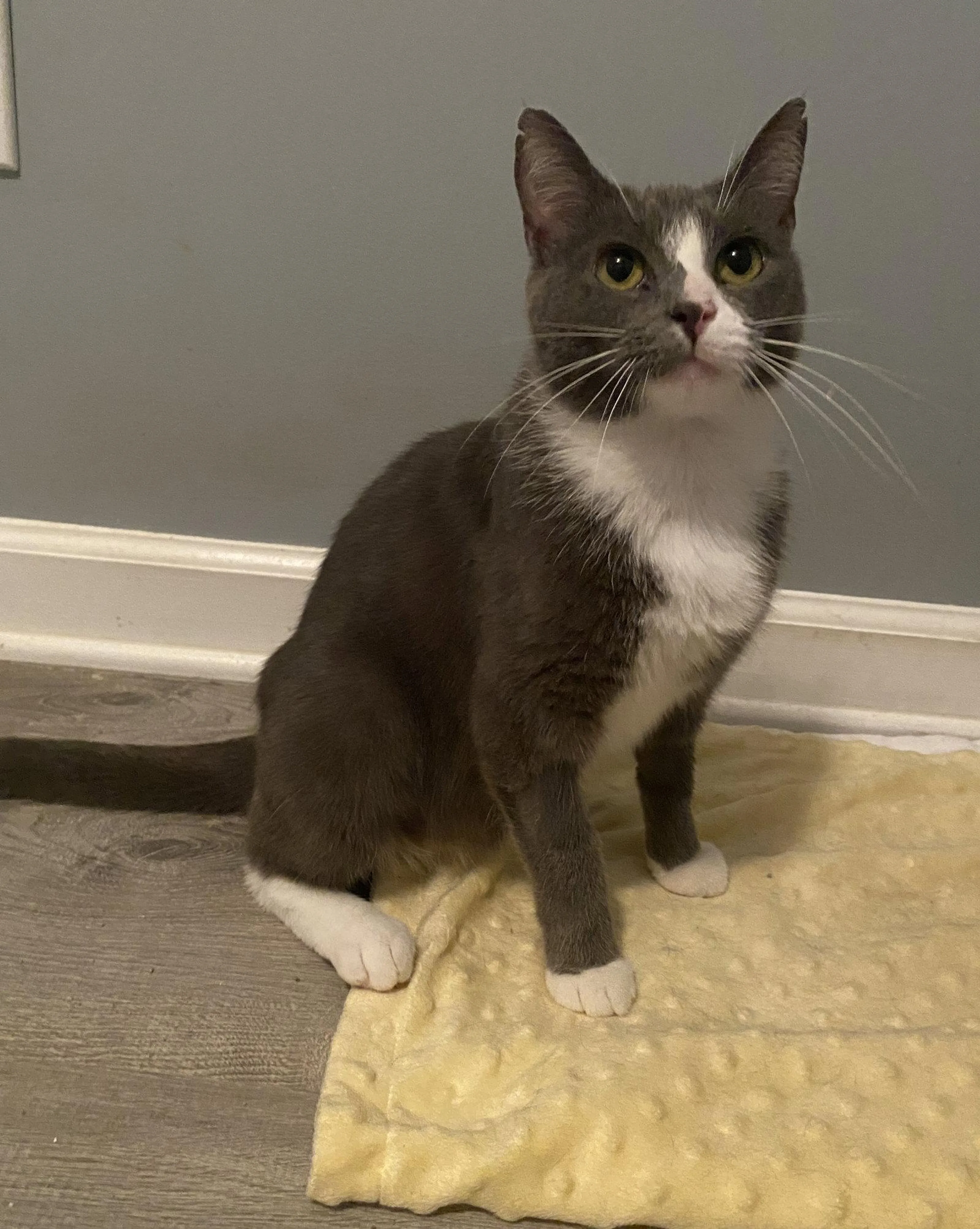 Found pet