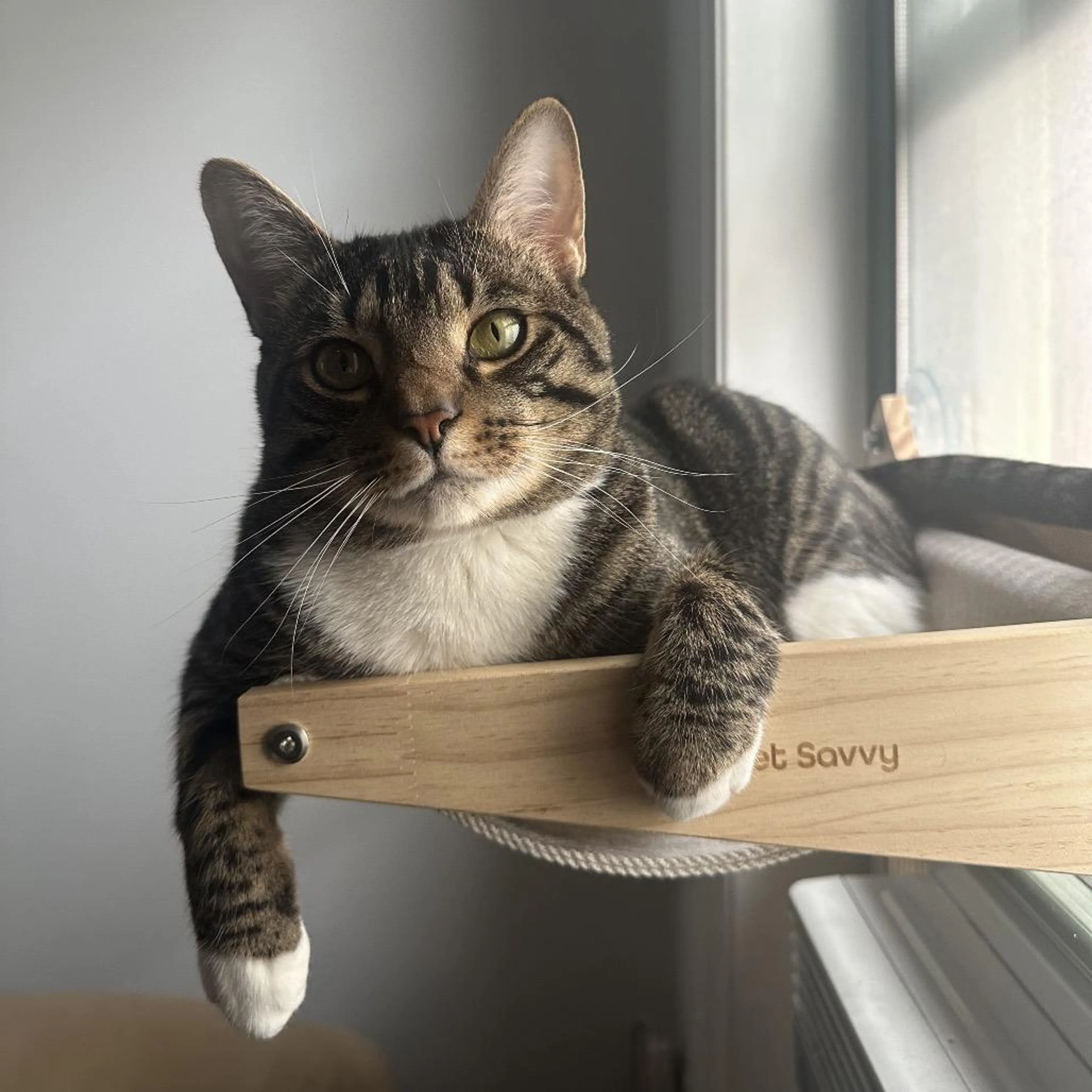 Found pet-3