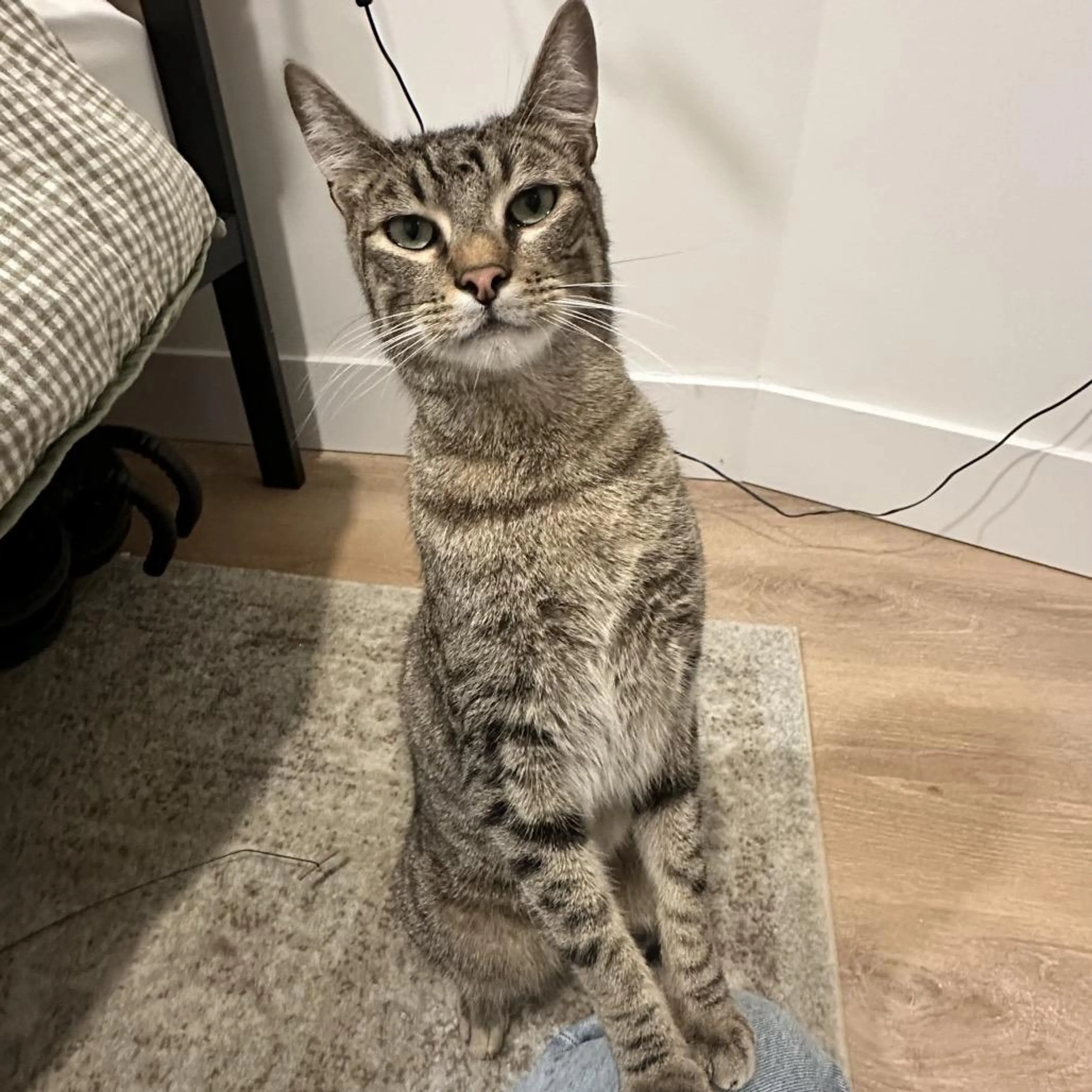 Found pet-3