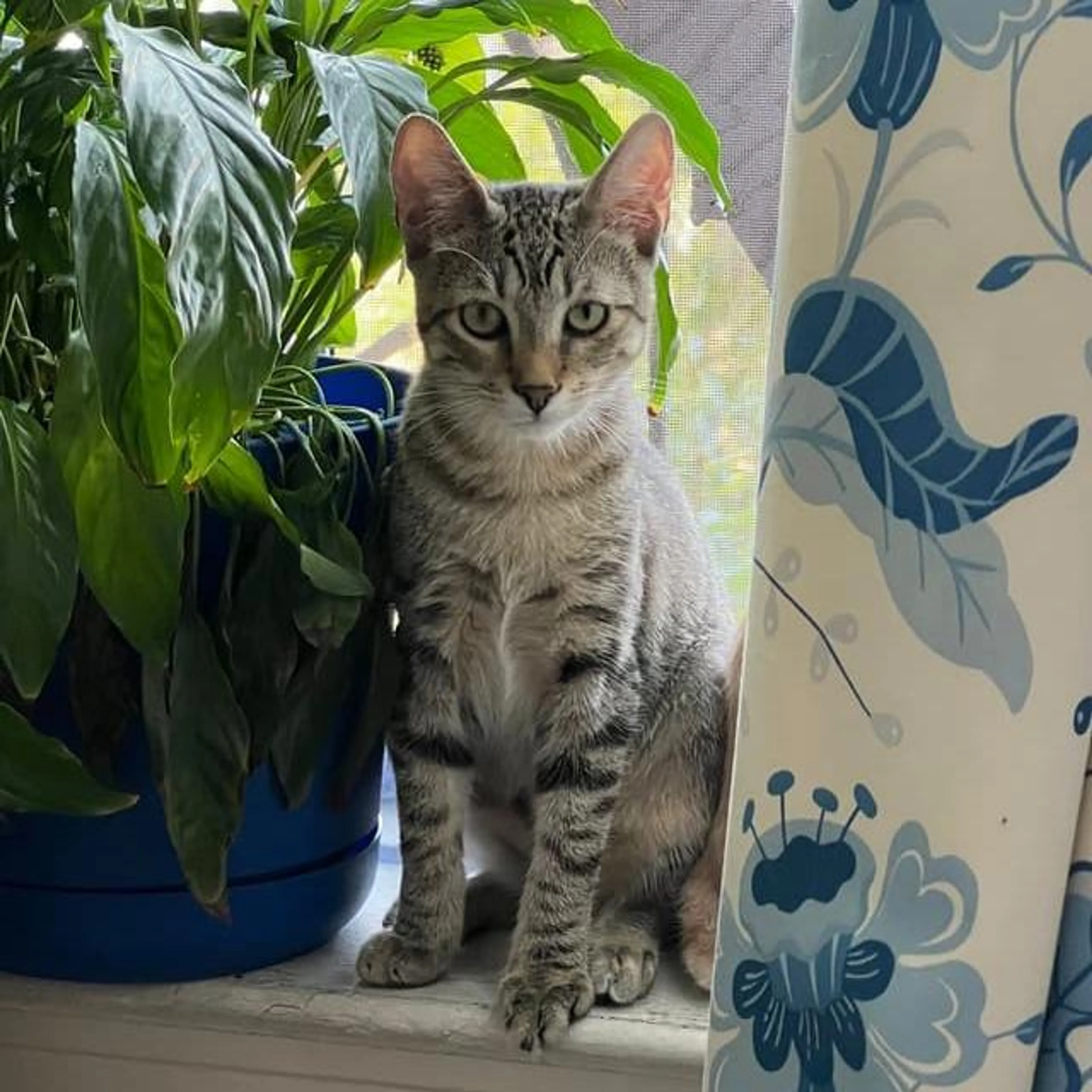 Found pet-1