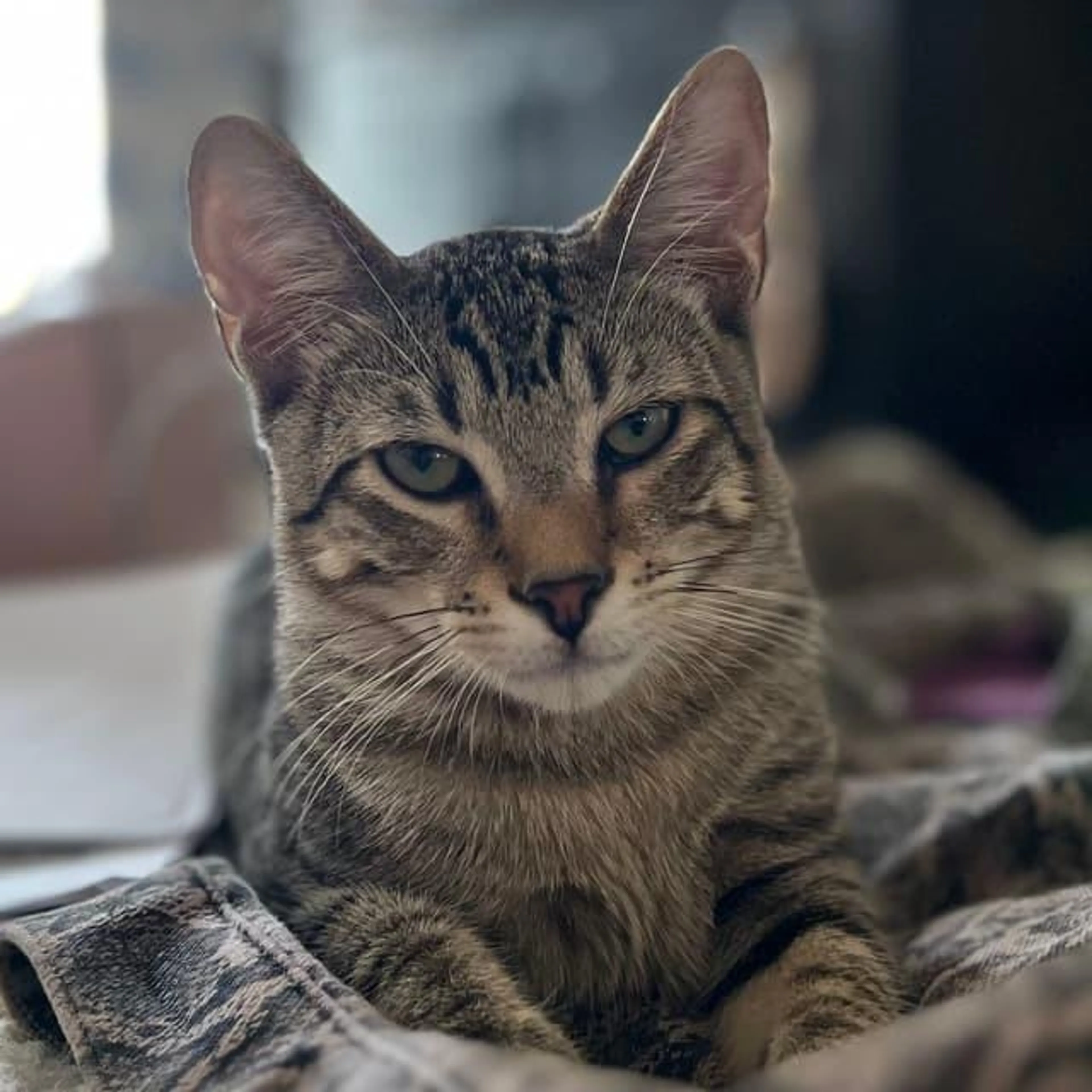 Found pet-2