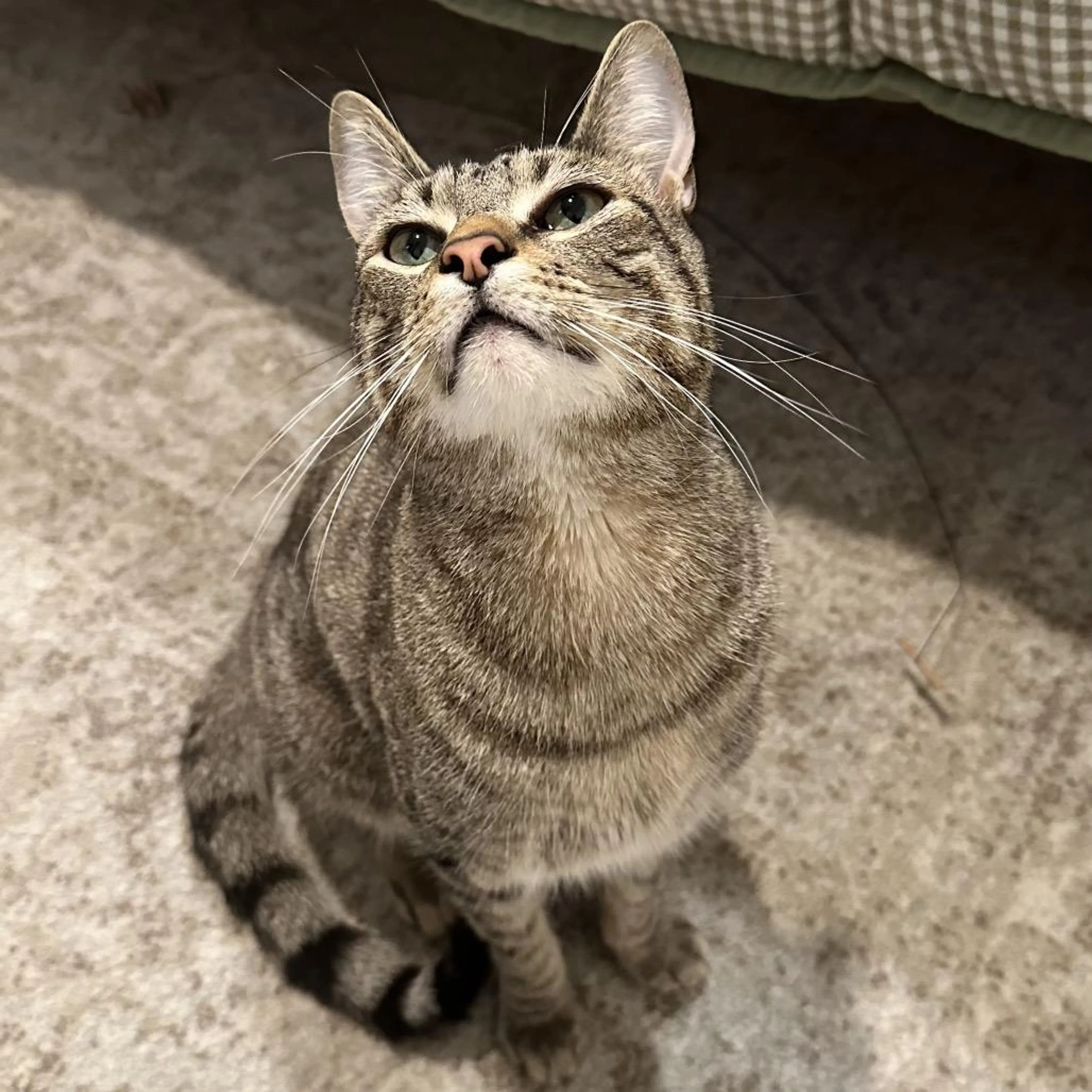 Found pet-4