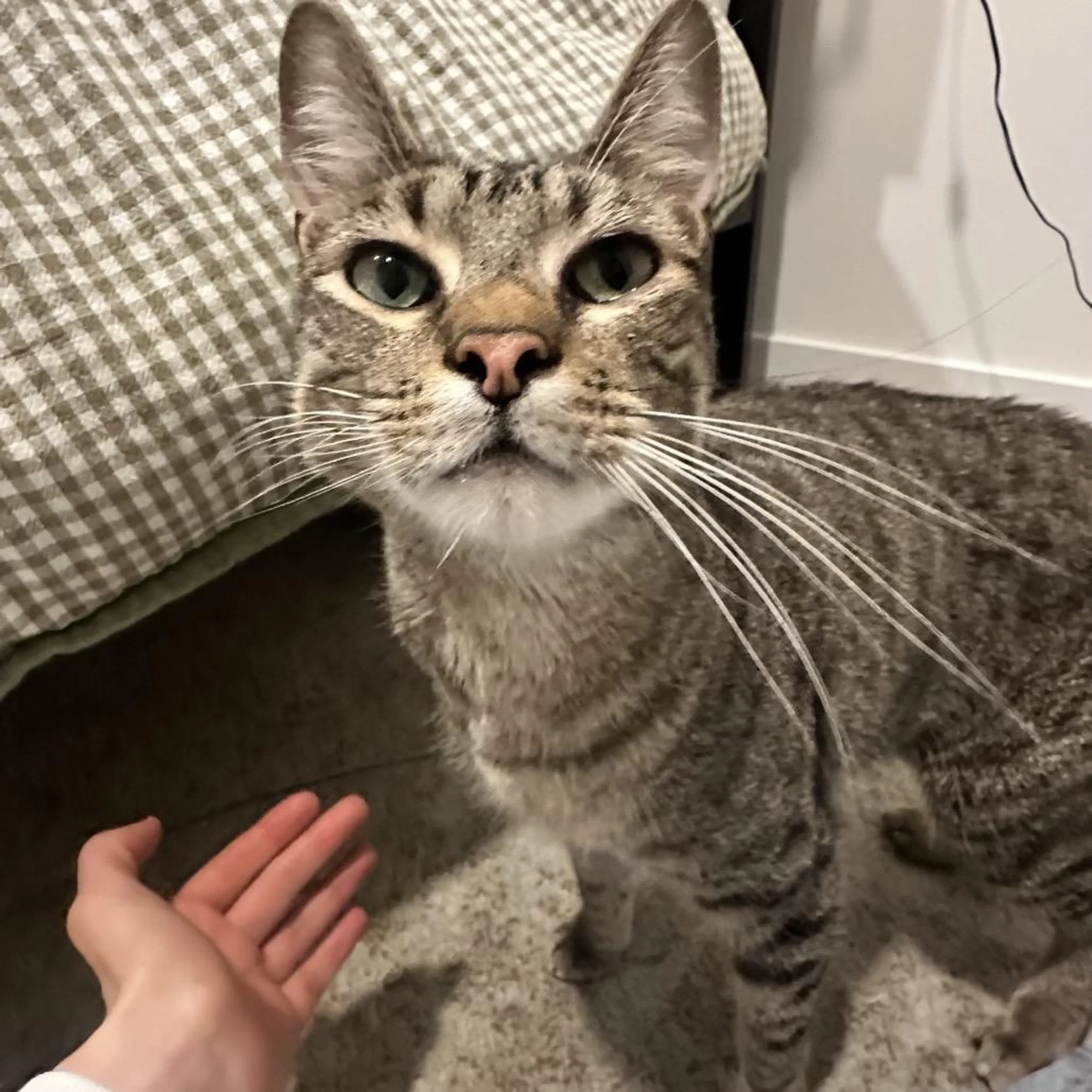 Found pet-0