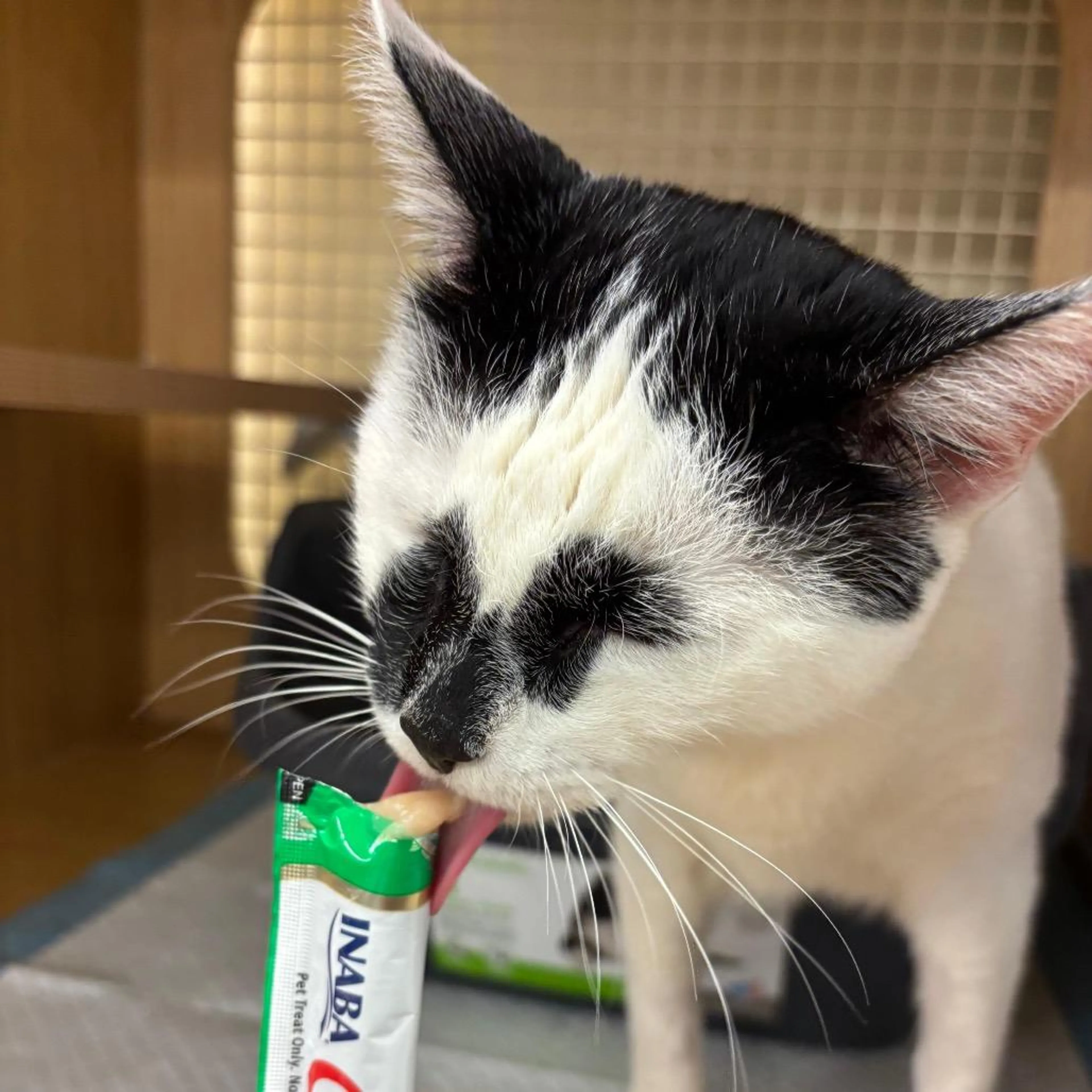 Found pet-2