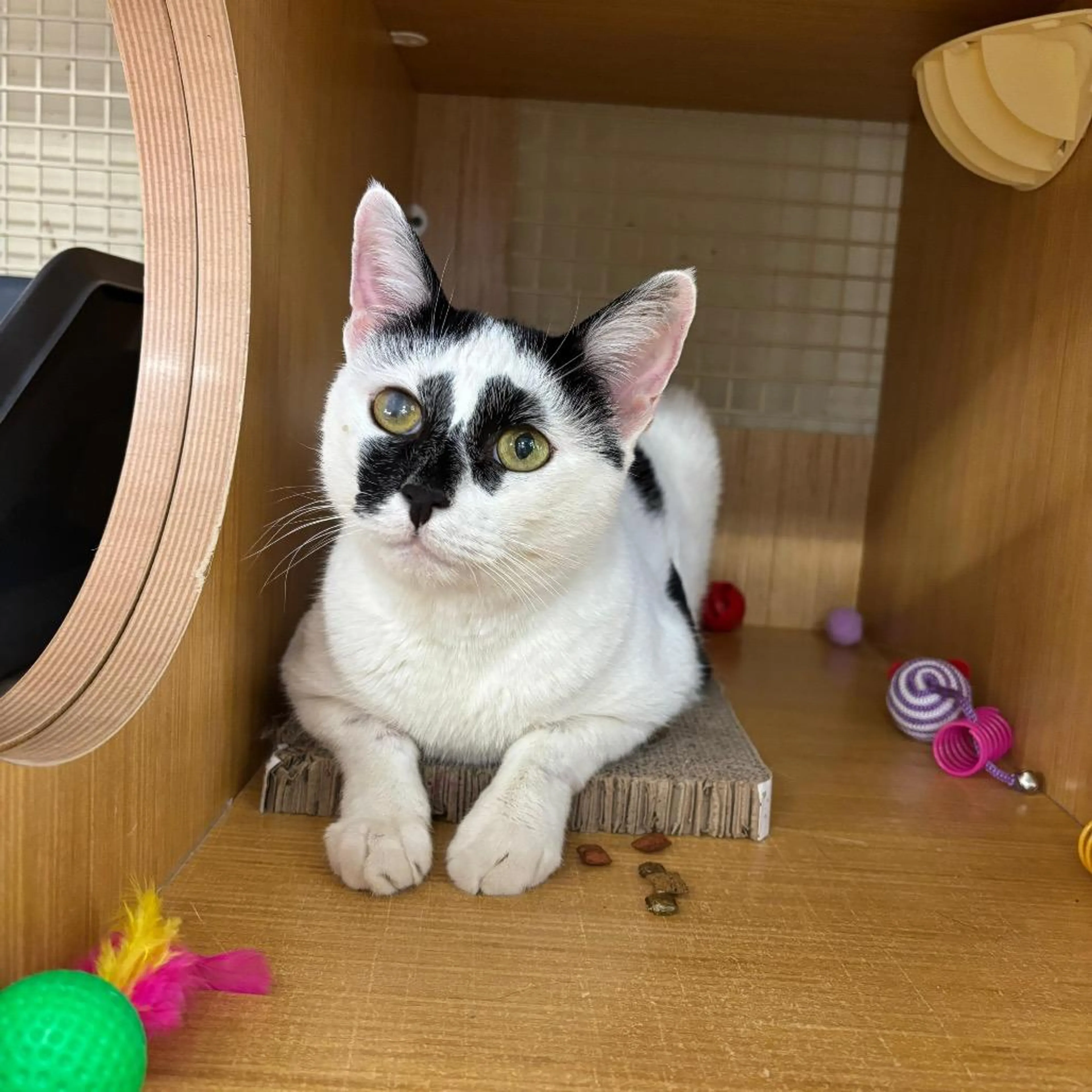 Found pet-1