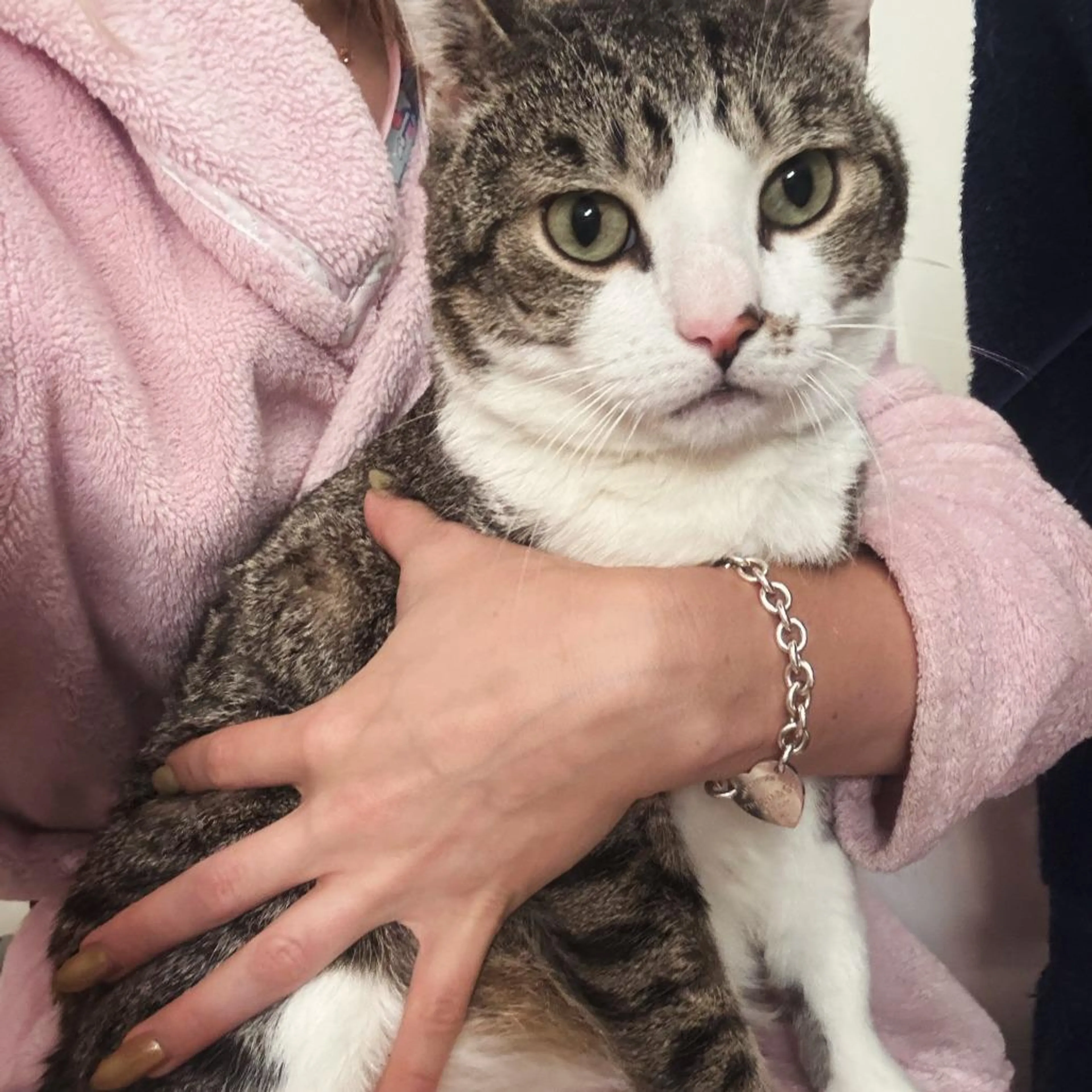 Found pet-1