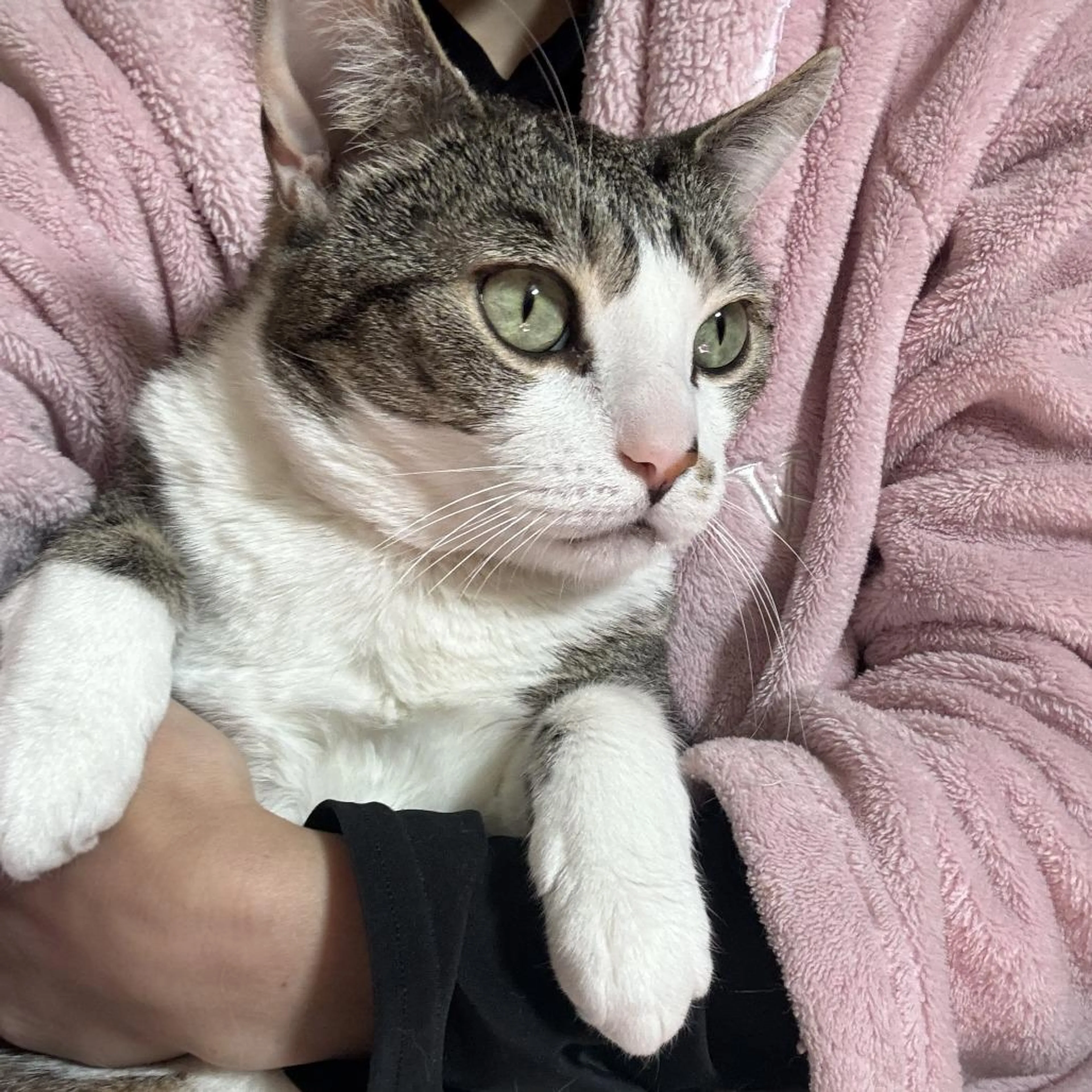 Found pet-5