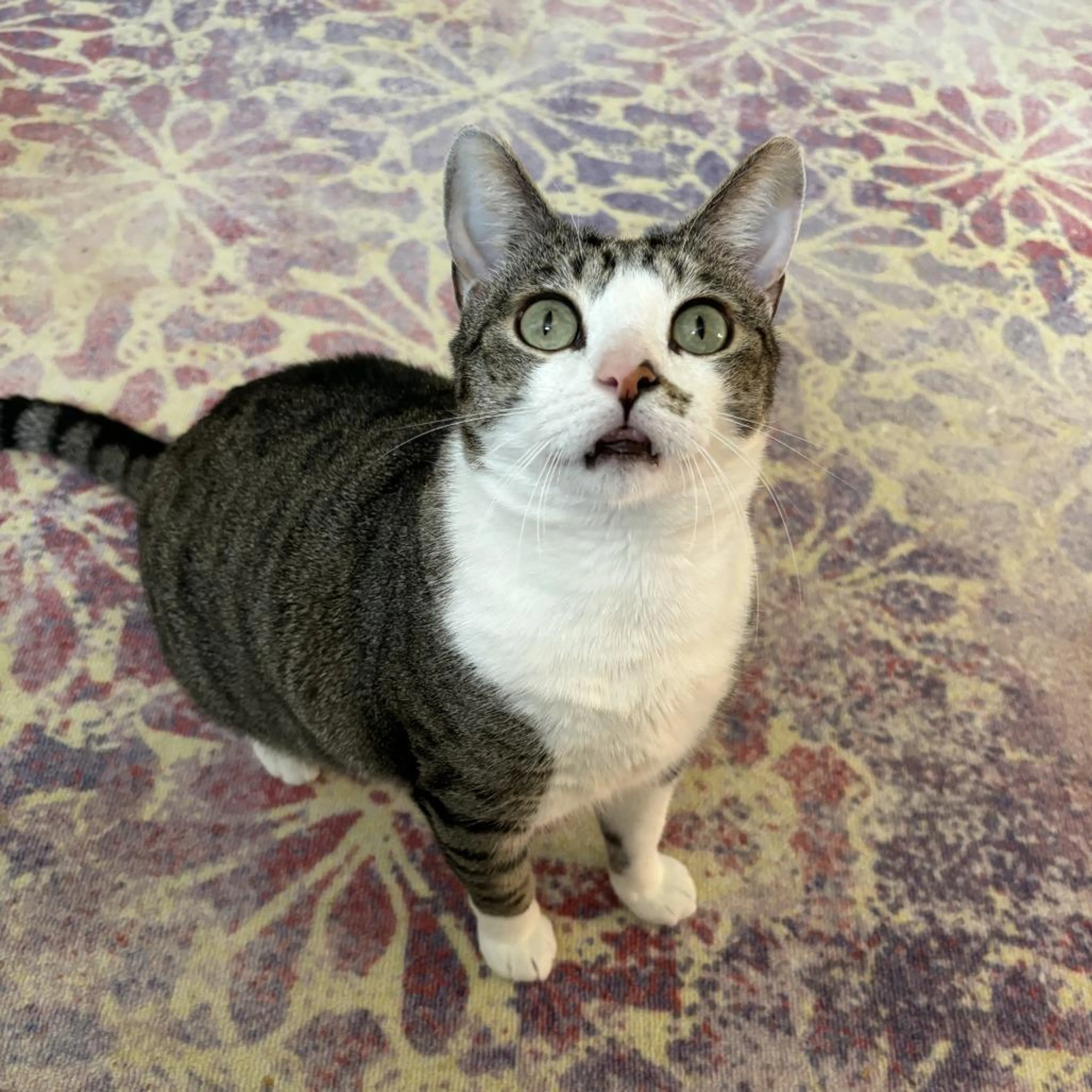 Found pet-2