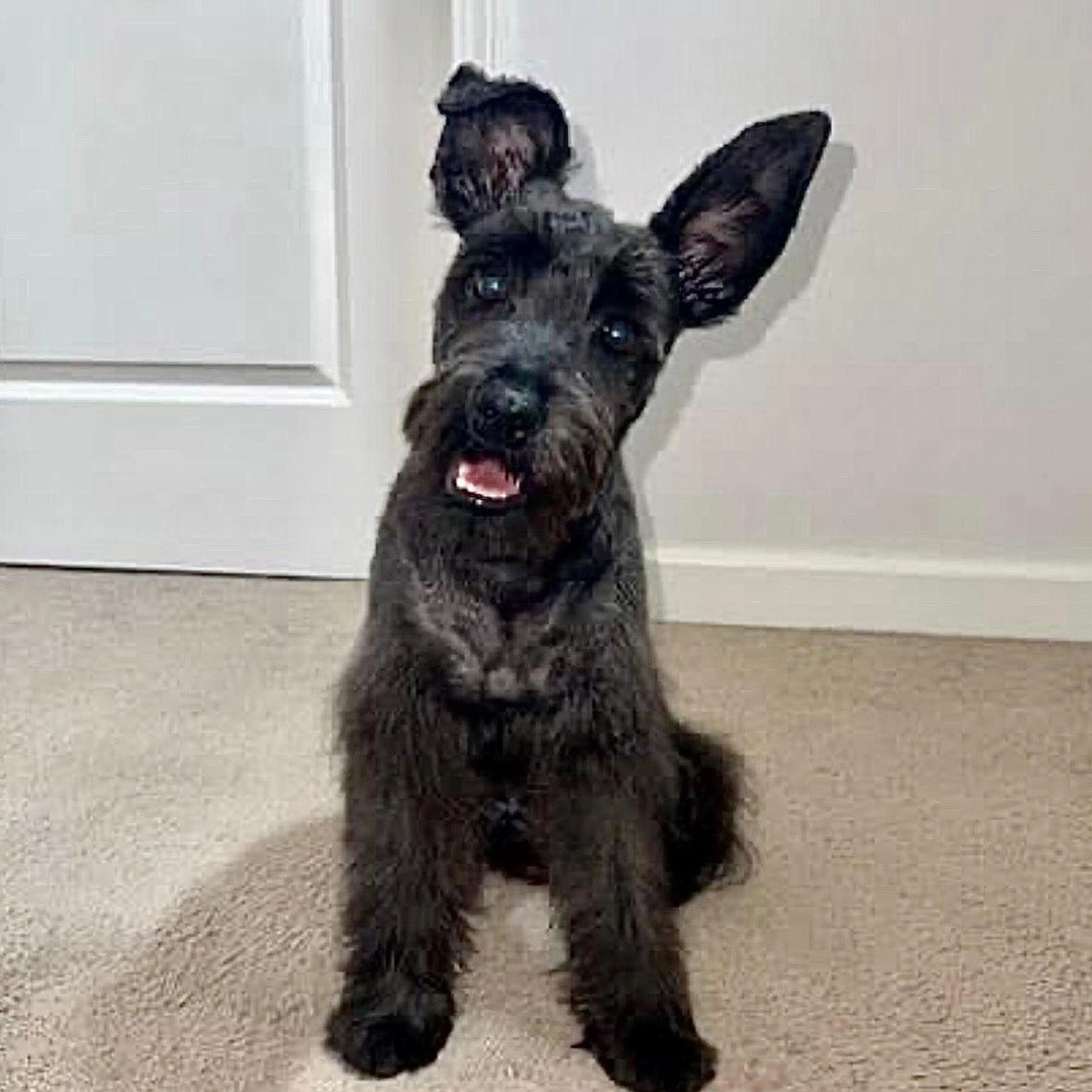 Found pet-2