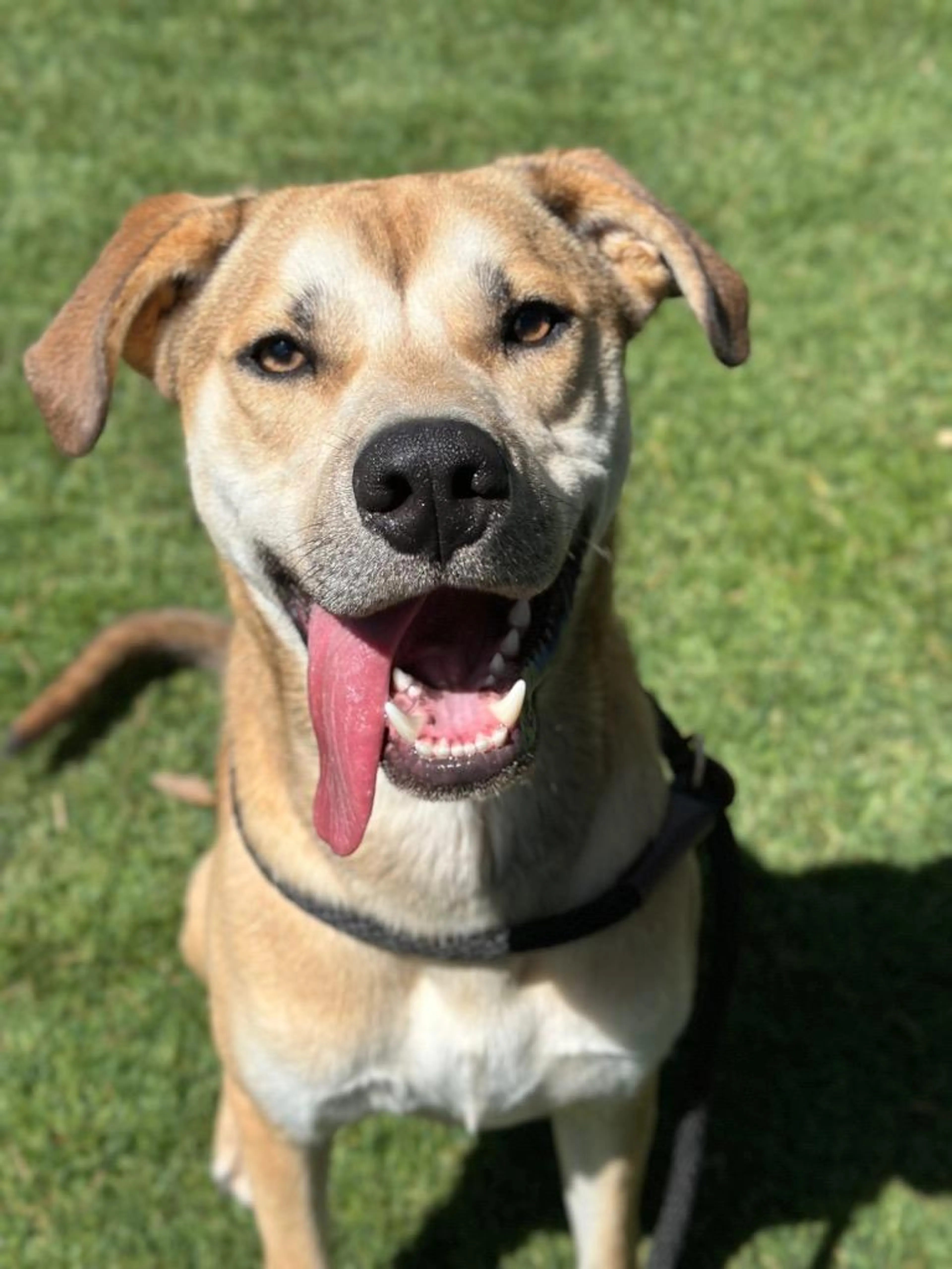 Found pet-1