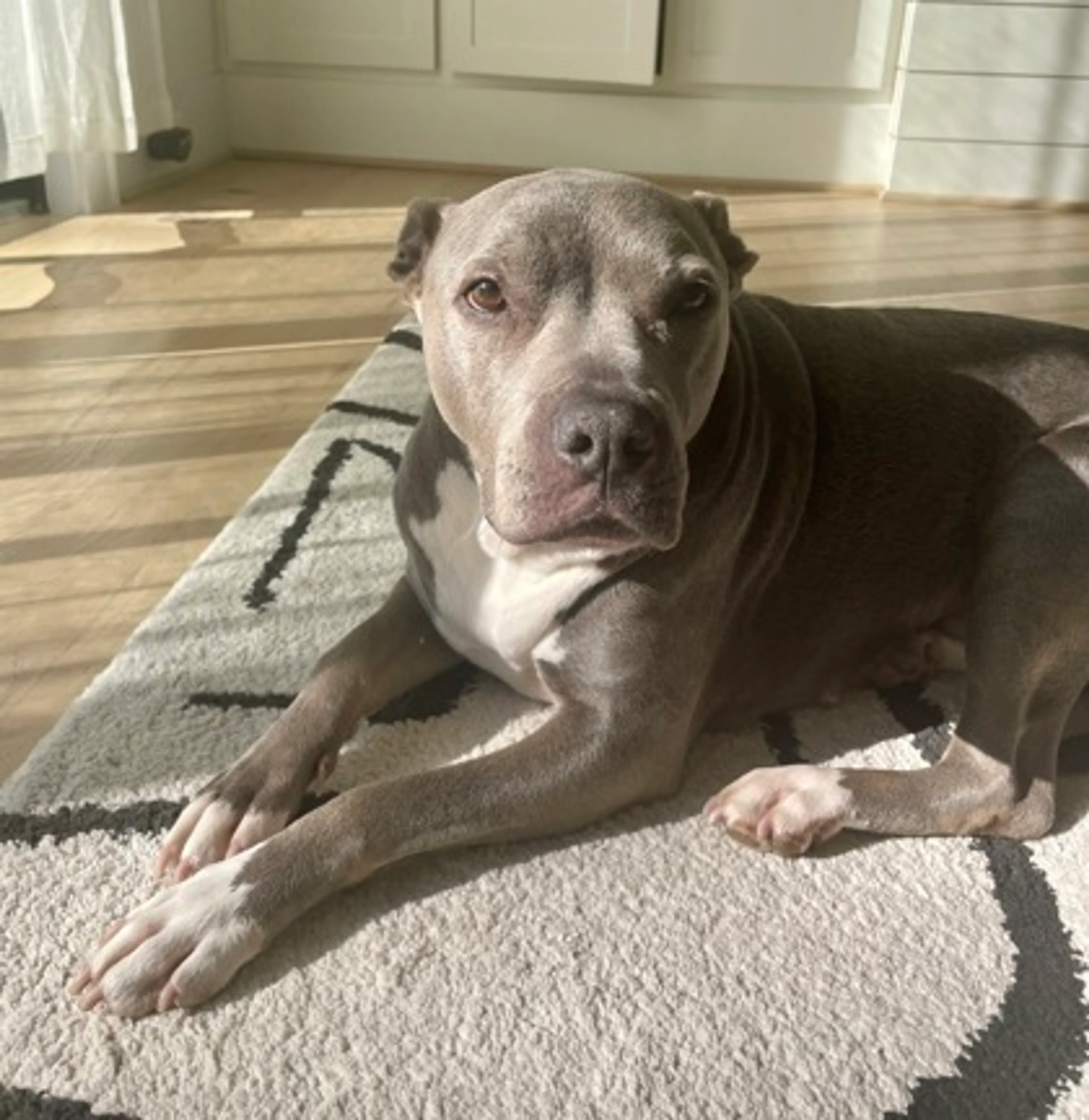 Found pet-0