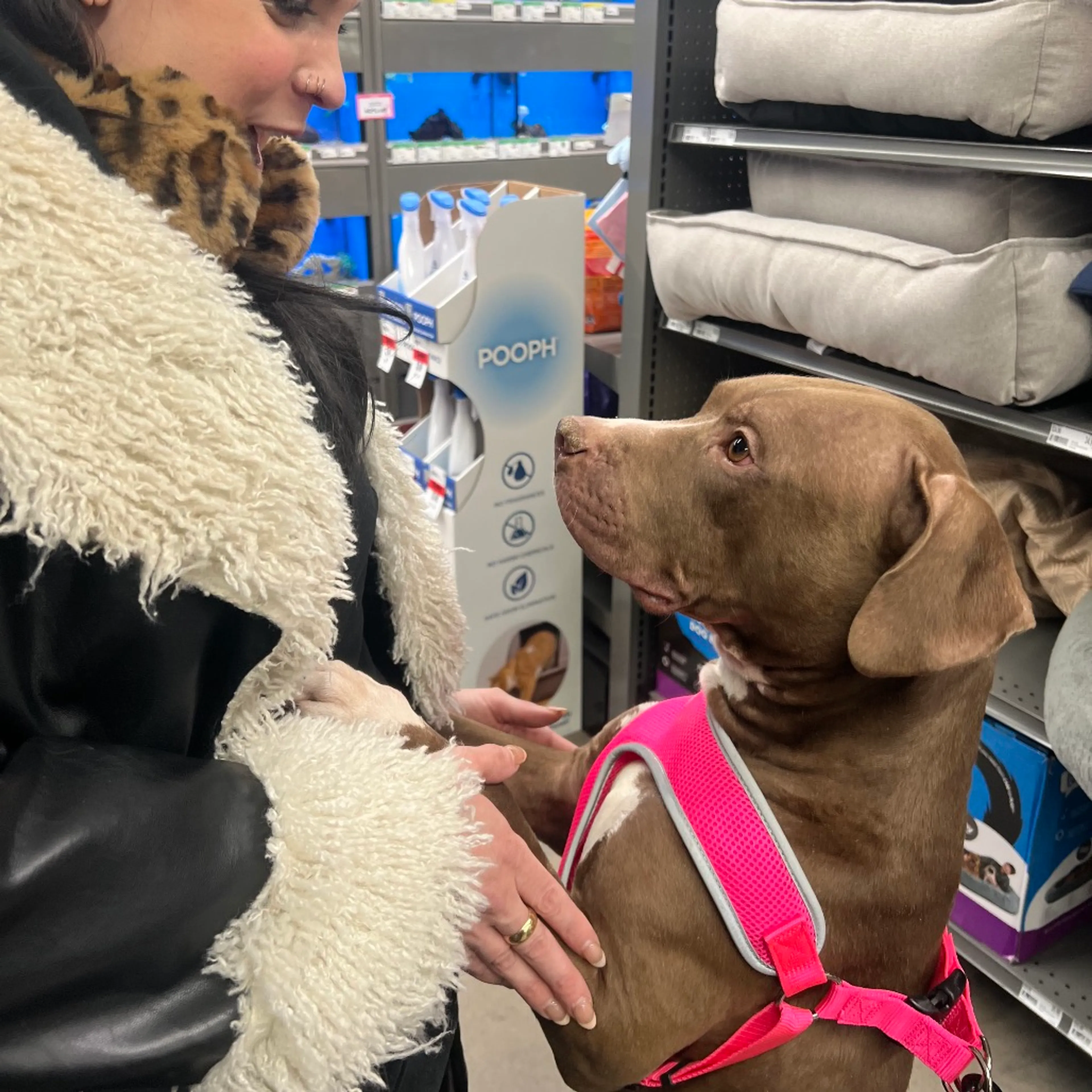 Found pet-3