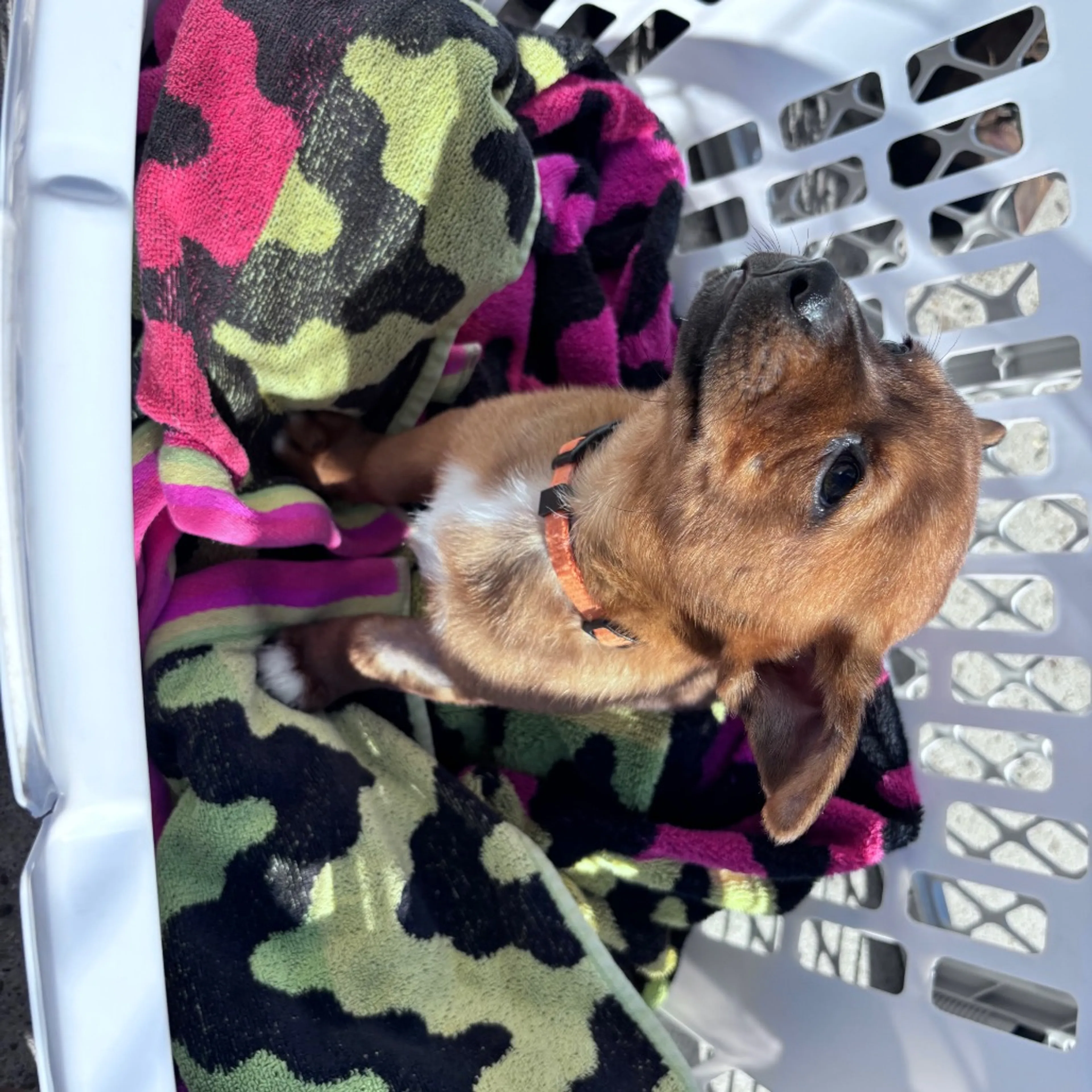 Found pet-4