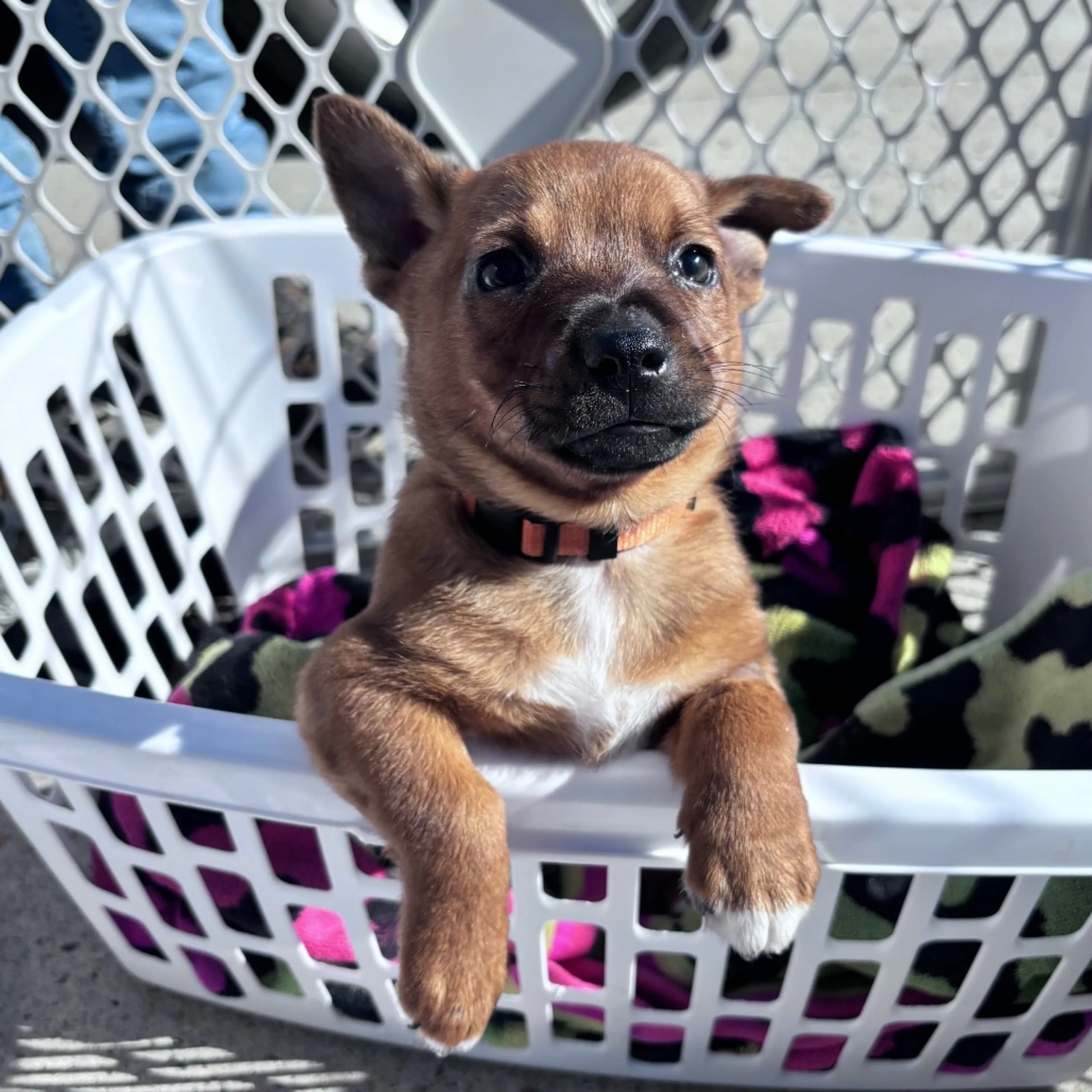Found pet-2