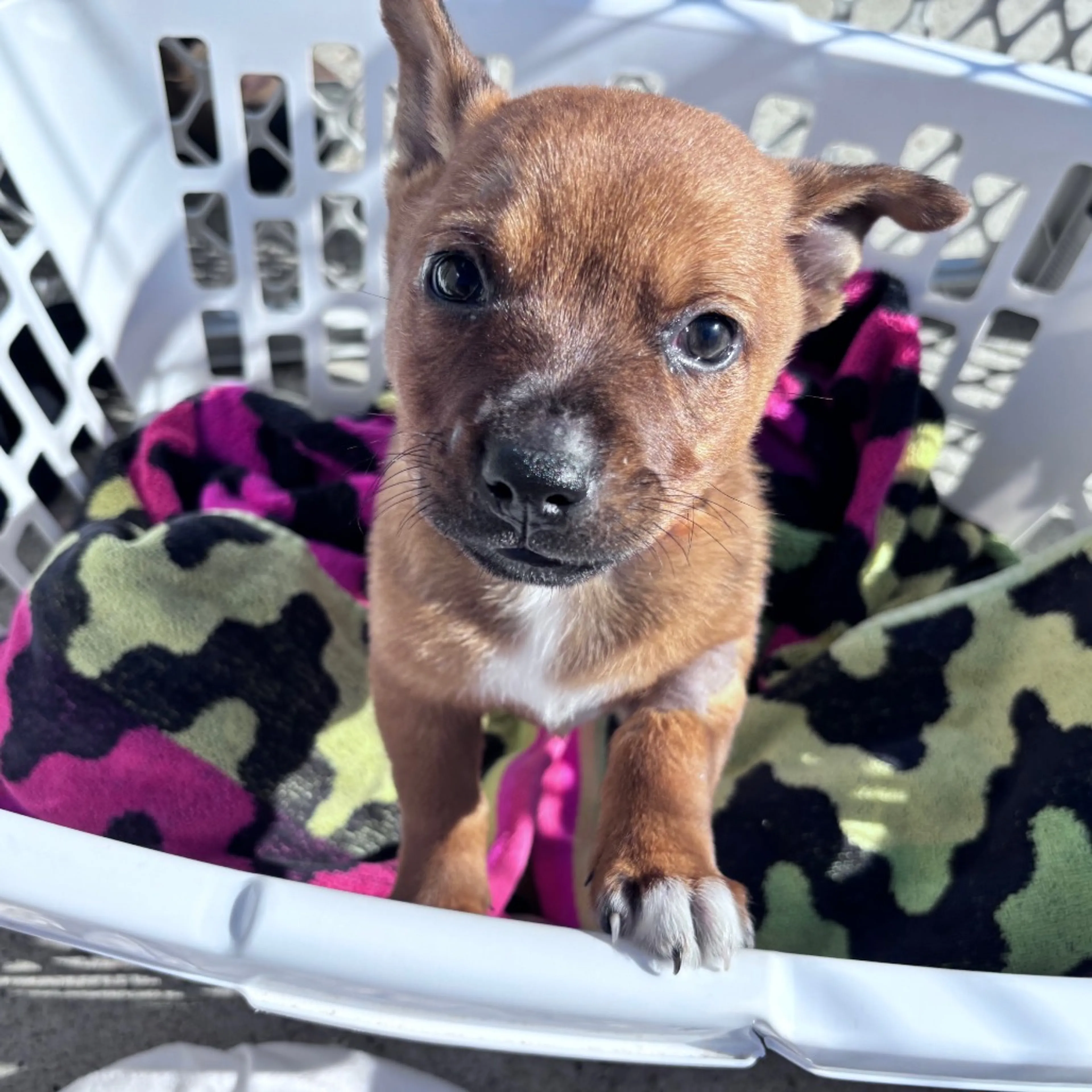 Found pet-3