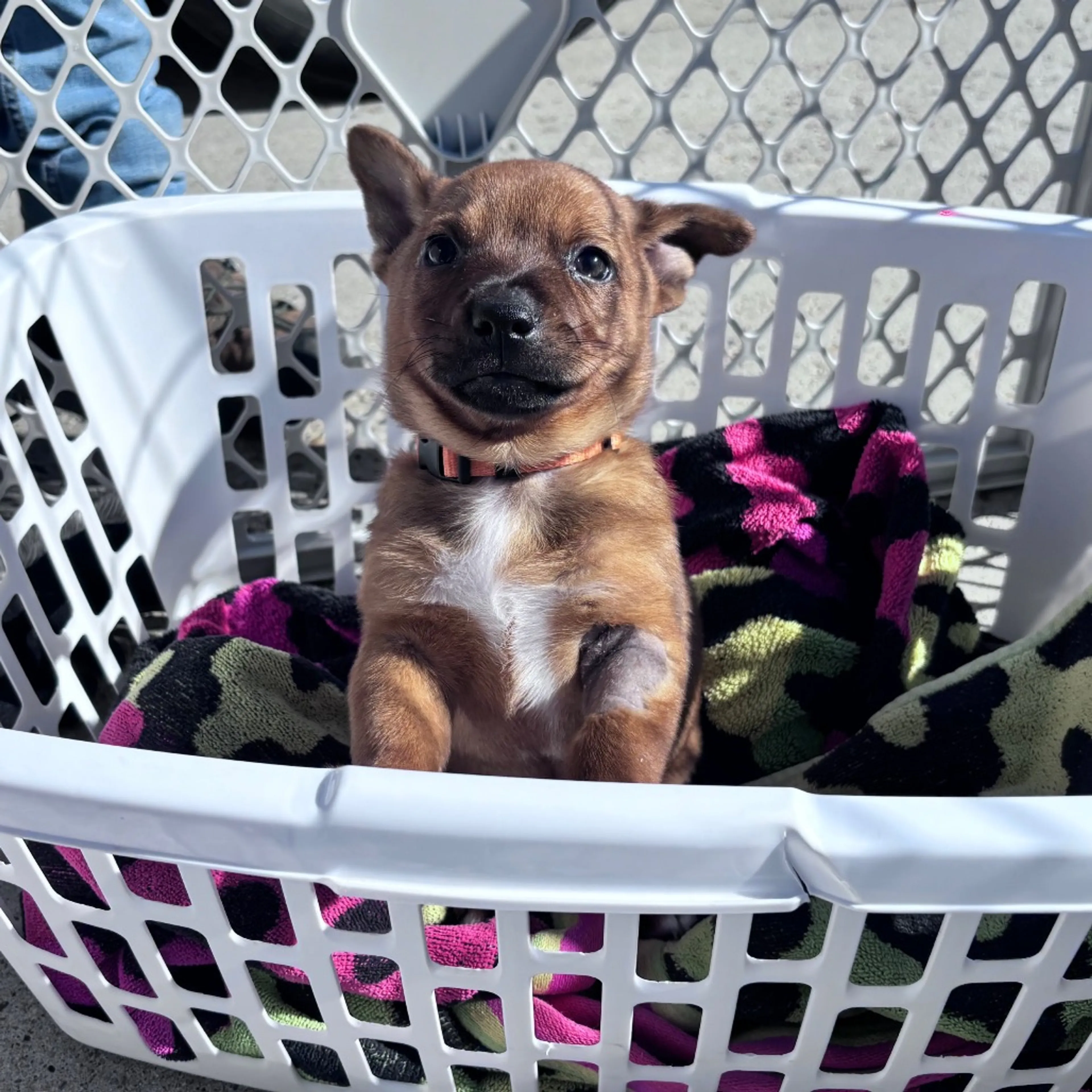 Found pet-1