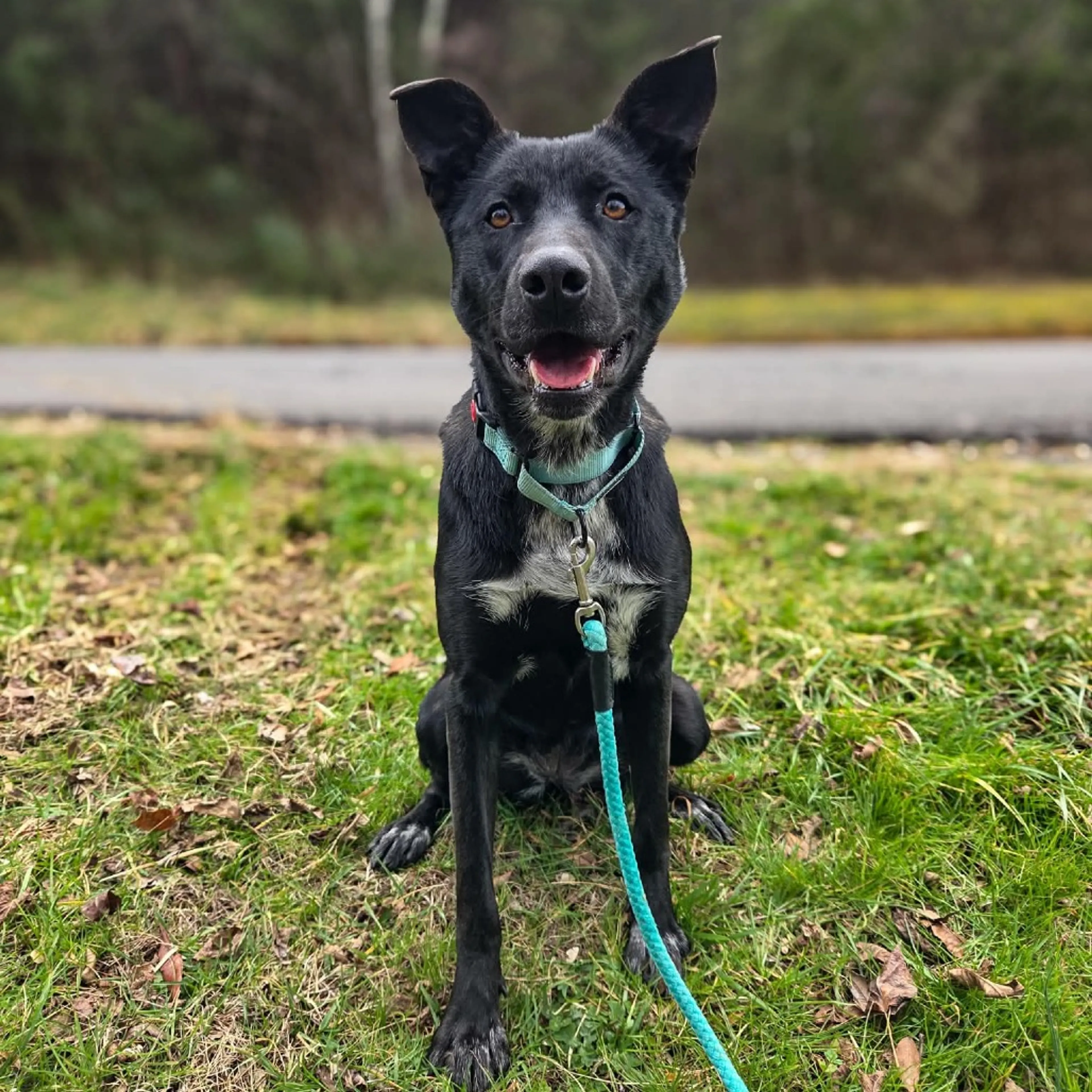 Found pet-5