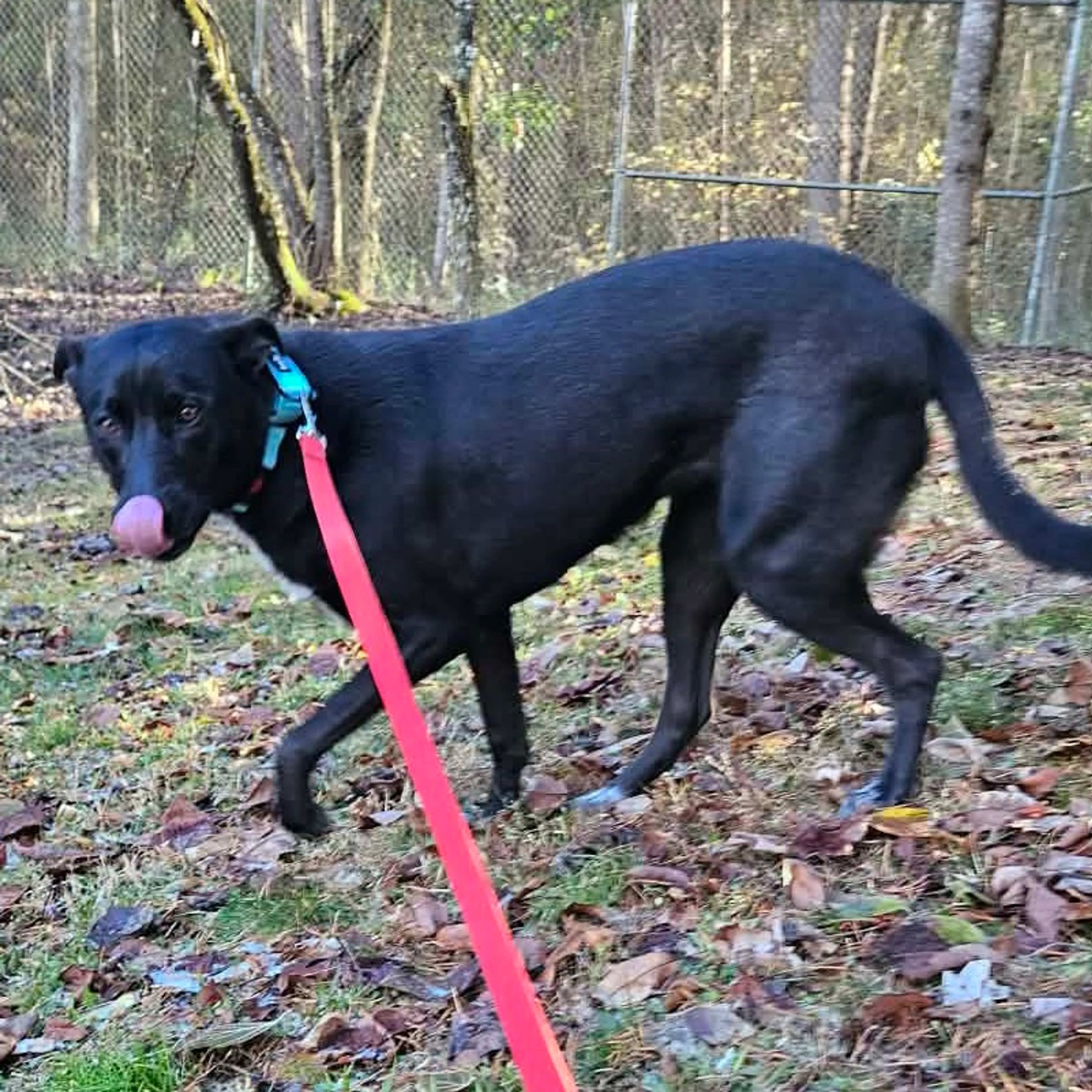 Found pet-1