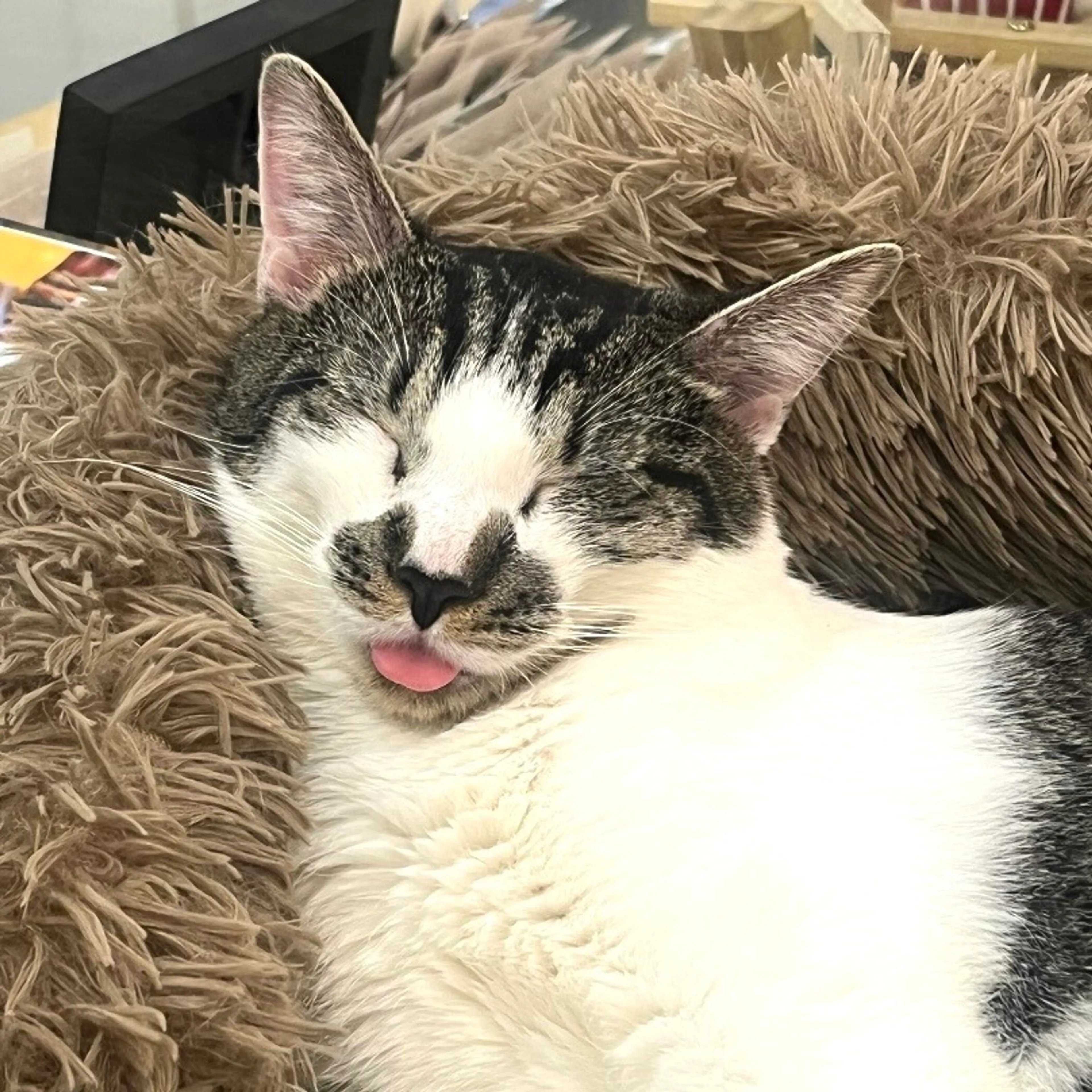 Found pet-3