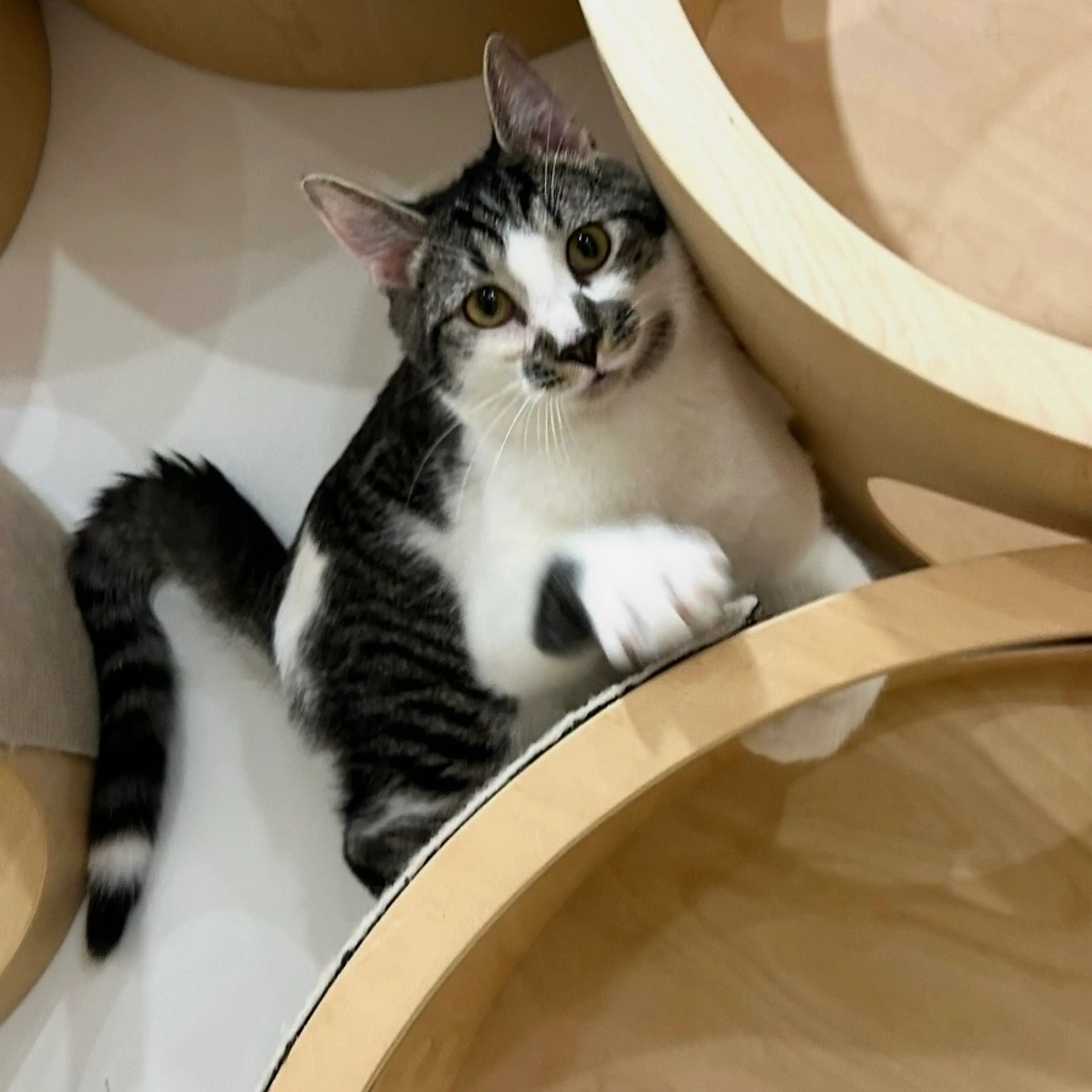 Found pet-2