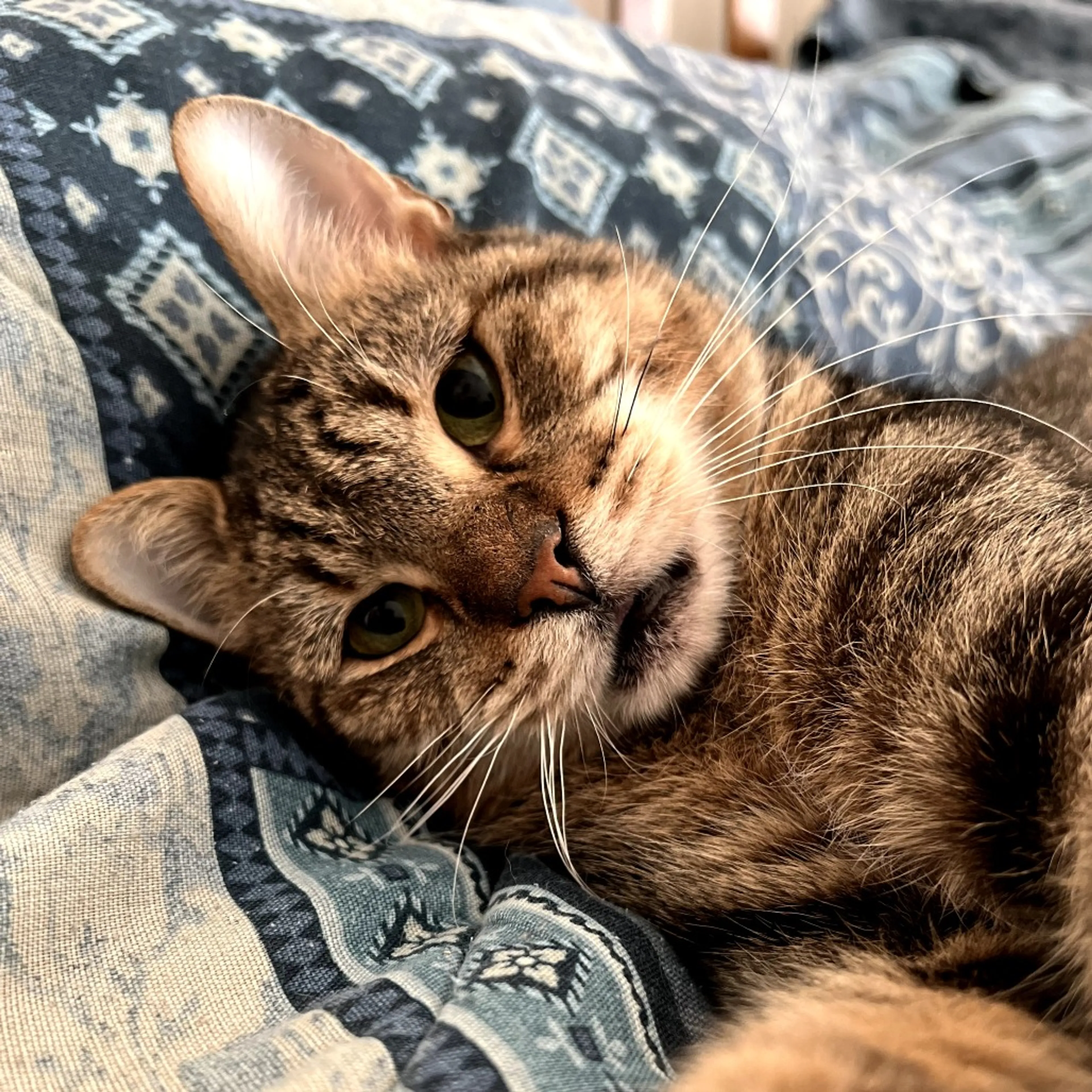 Found pet-8