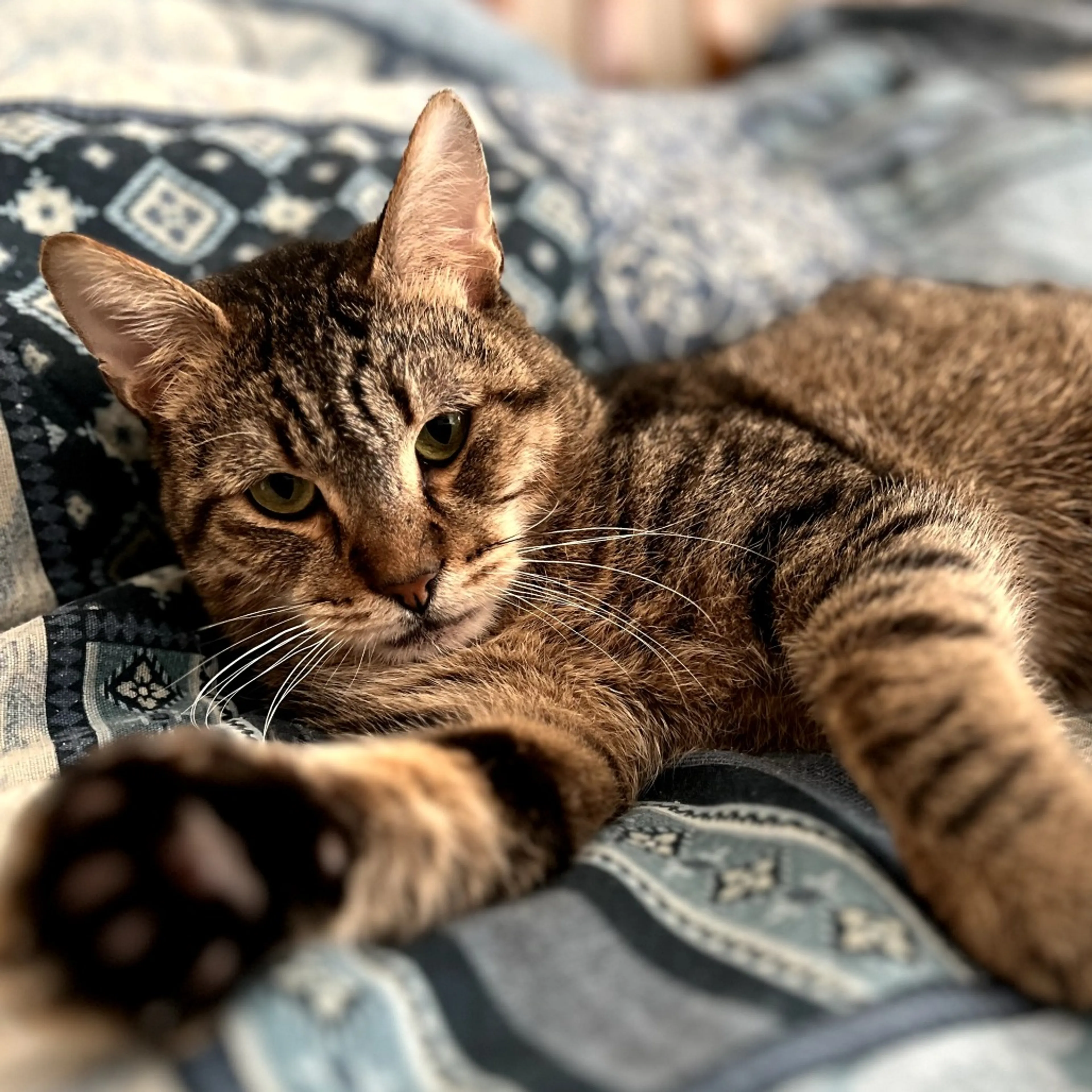 Found pet-9