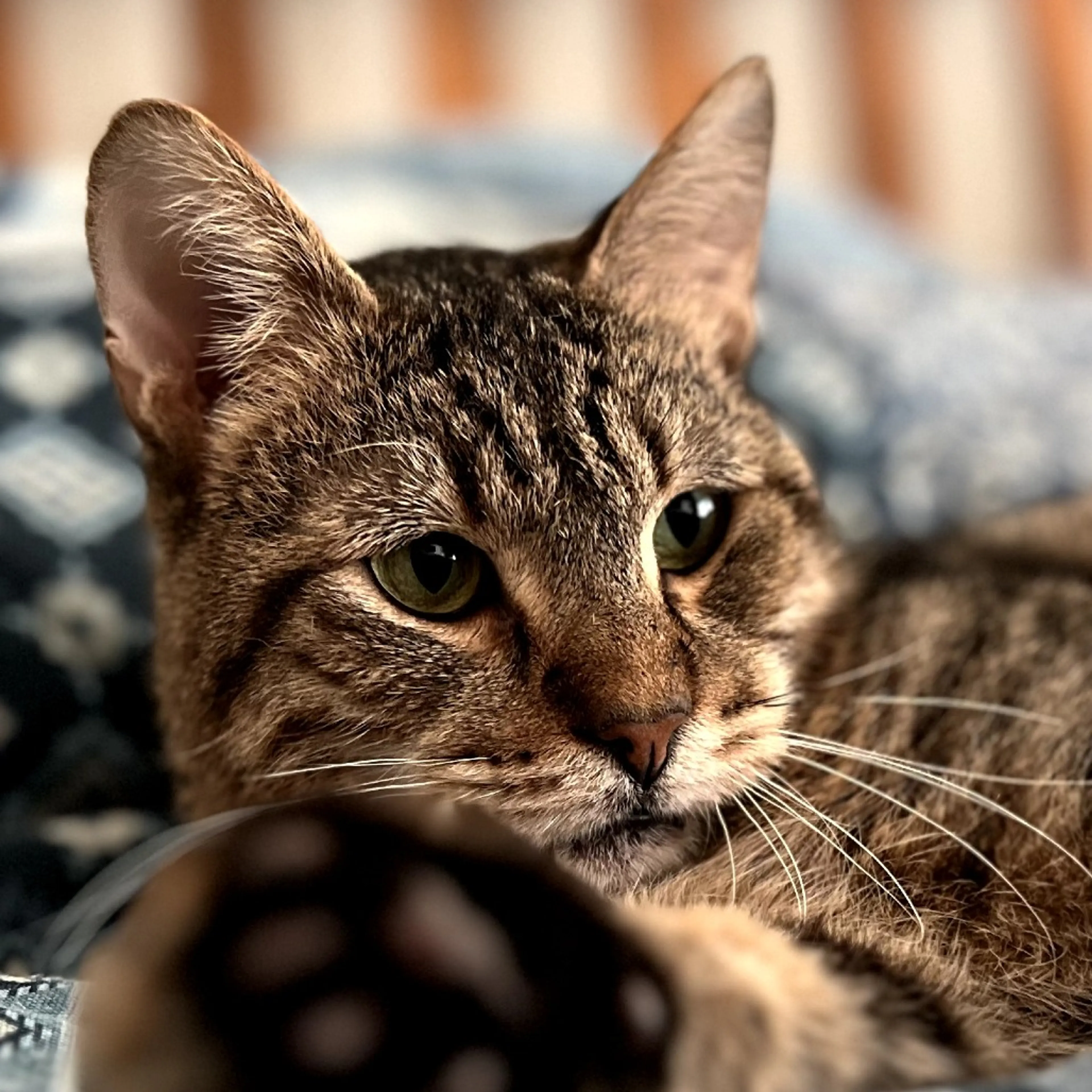 Found pet-10